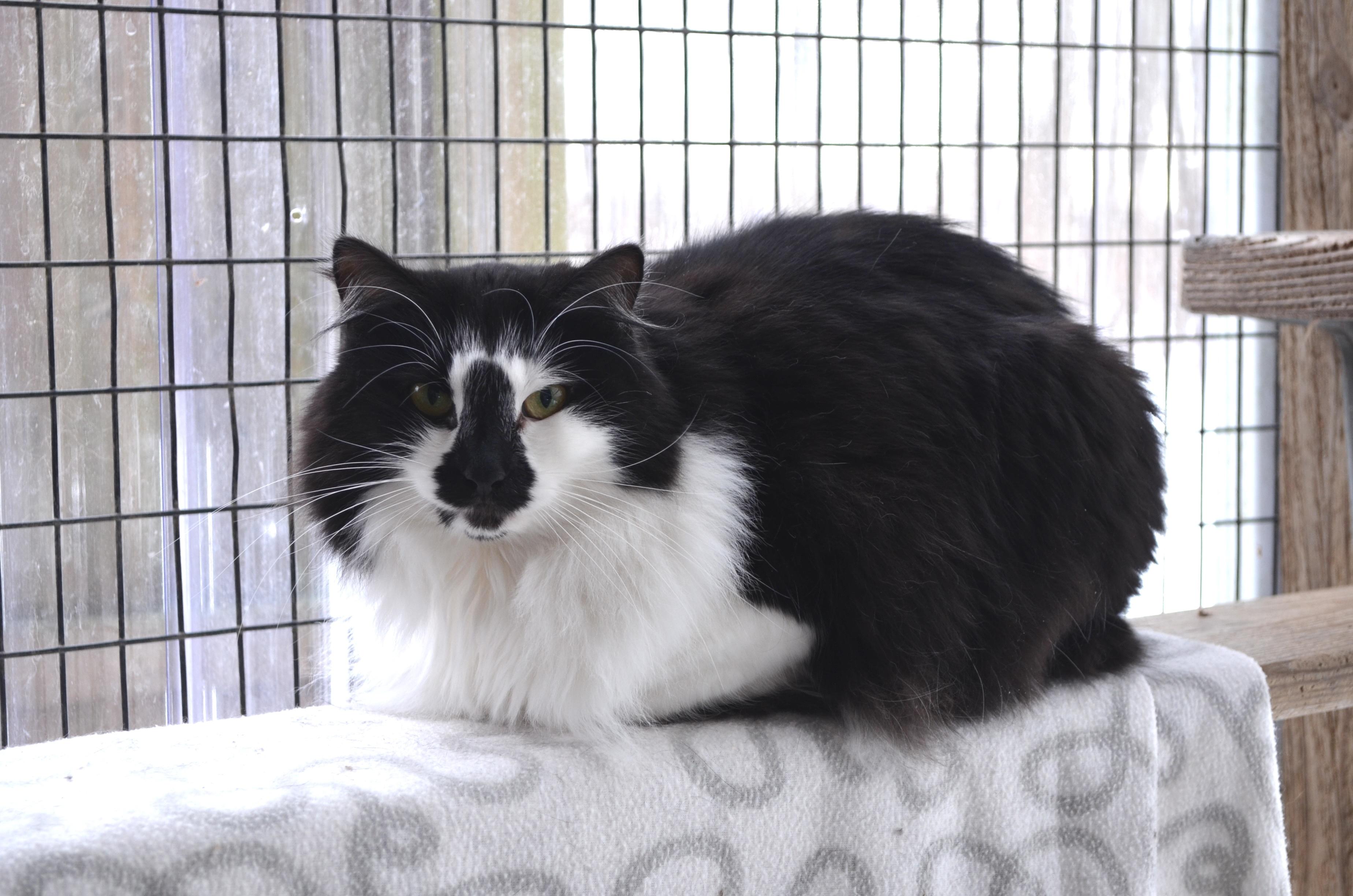 Hazel, a Adoptable Domestic Long Hair in Westbrook, CT image 2/6