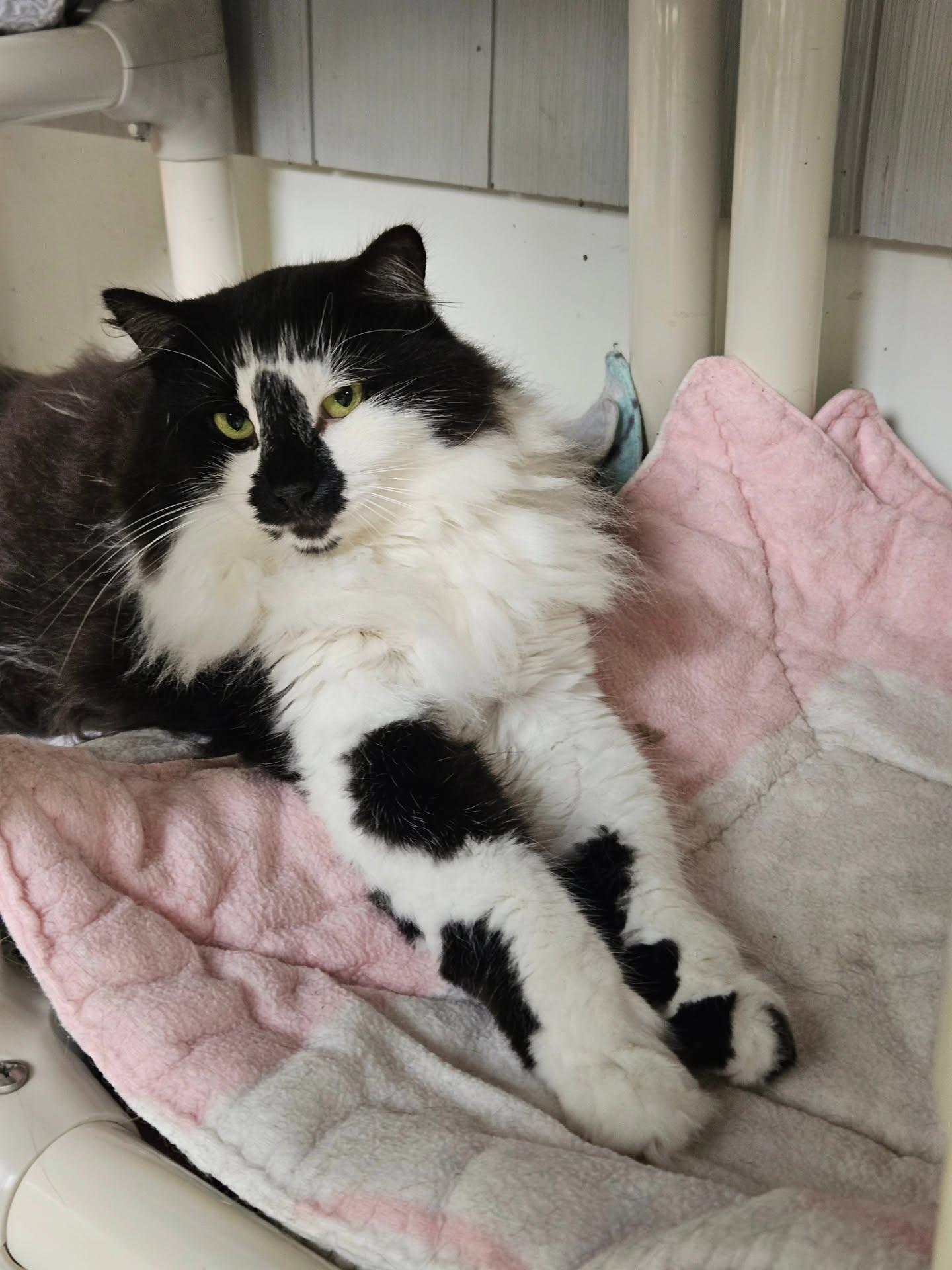 Hazel, Adoptable, Adult Female Domestic Long Hair.