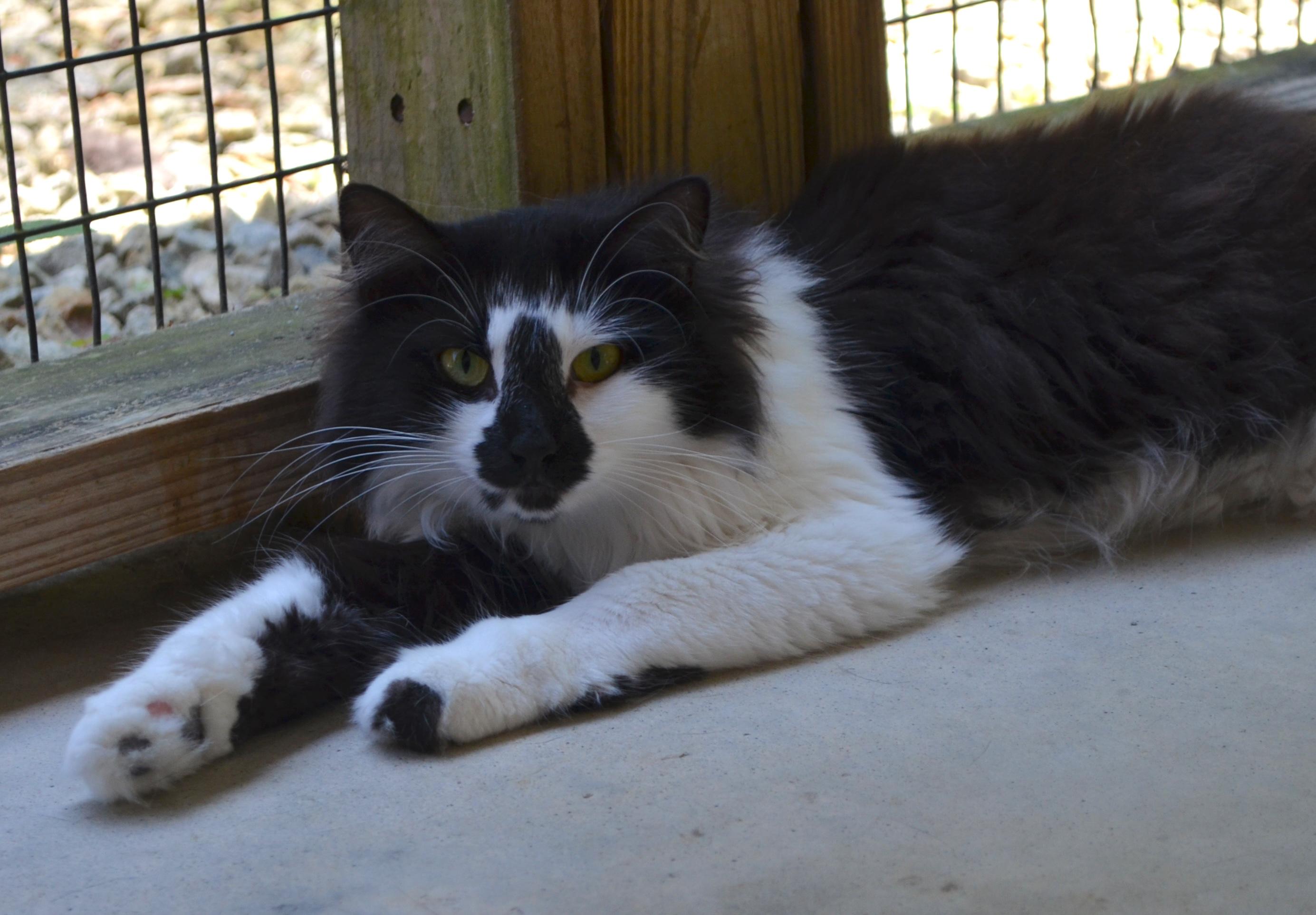 Hazel, a Adoptable Domestic Long Hair in Westbrook, CT image 6/6