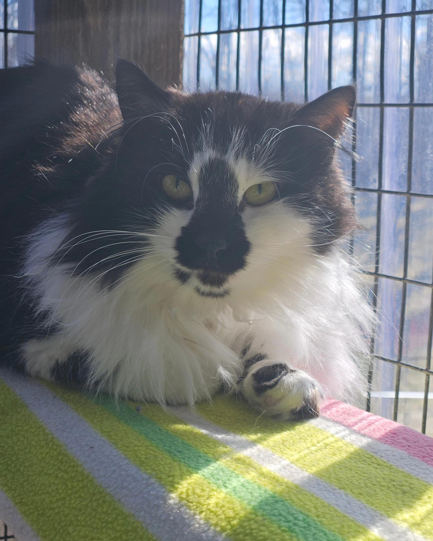 Hazel, a Adoptable Domestic Long Hair in Westbrook, CT image 3/6