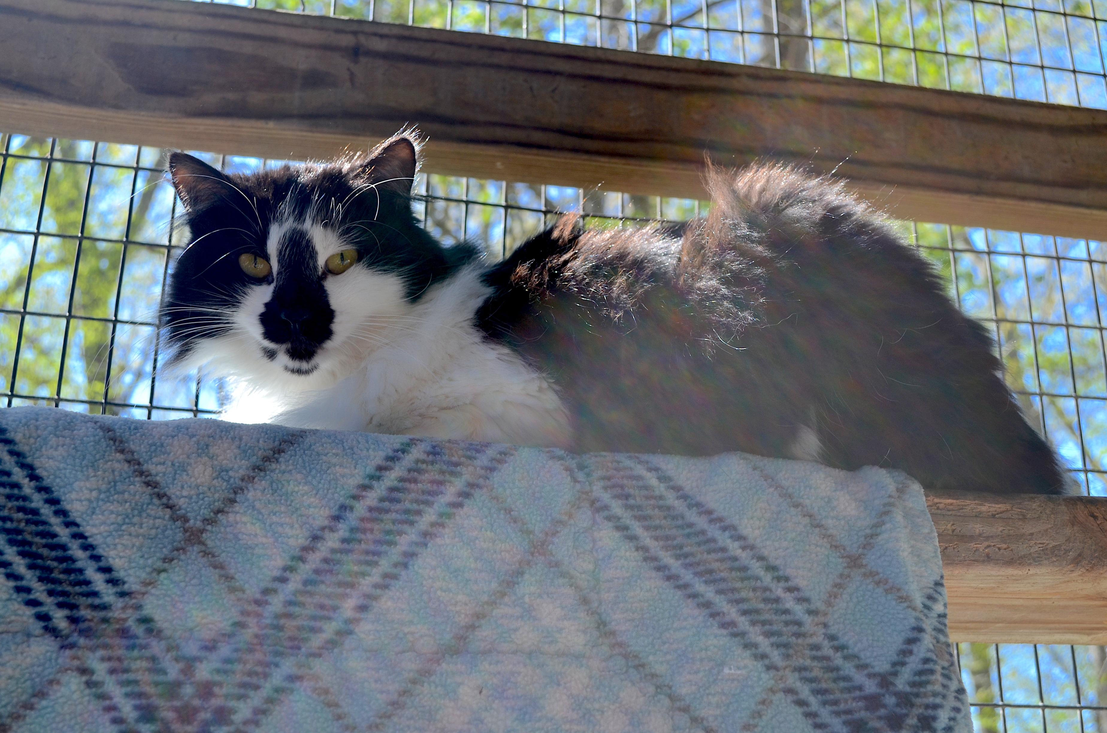 Hazel, a Adoptable Domestic Long Hair in Westbrook, CT image 2/6