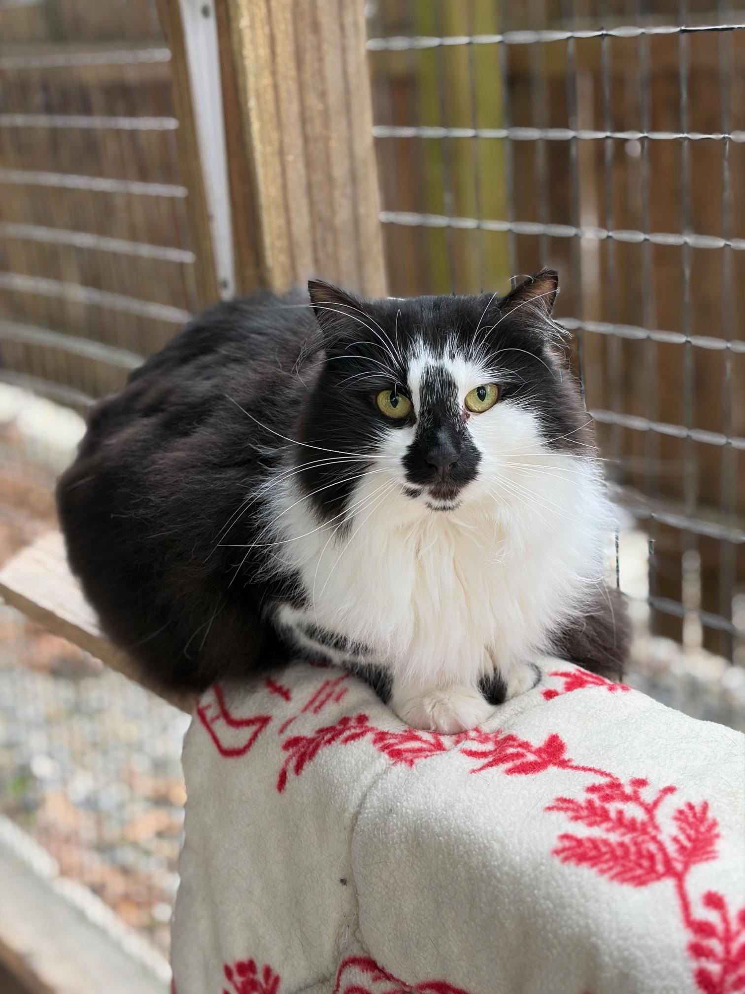 Hazel, Adoptable, Adult Female Domestic Long Hair.