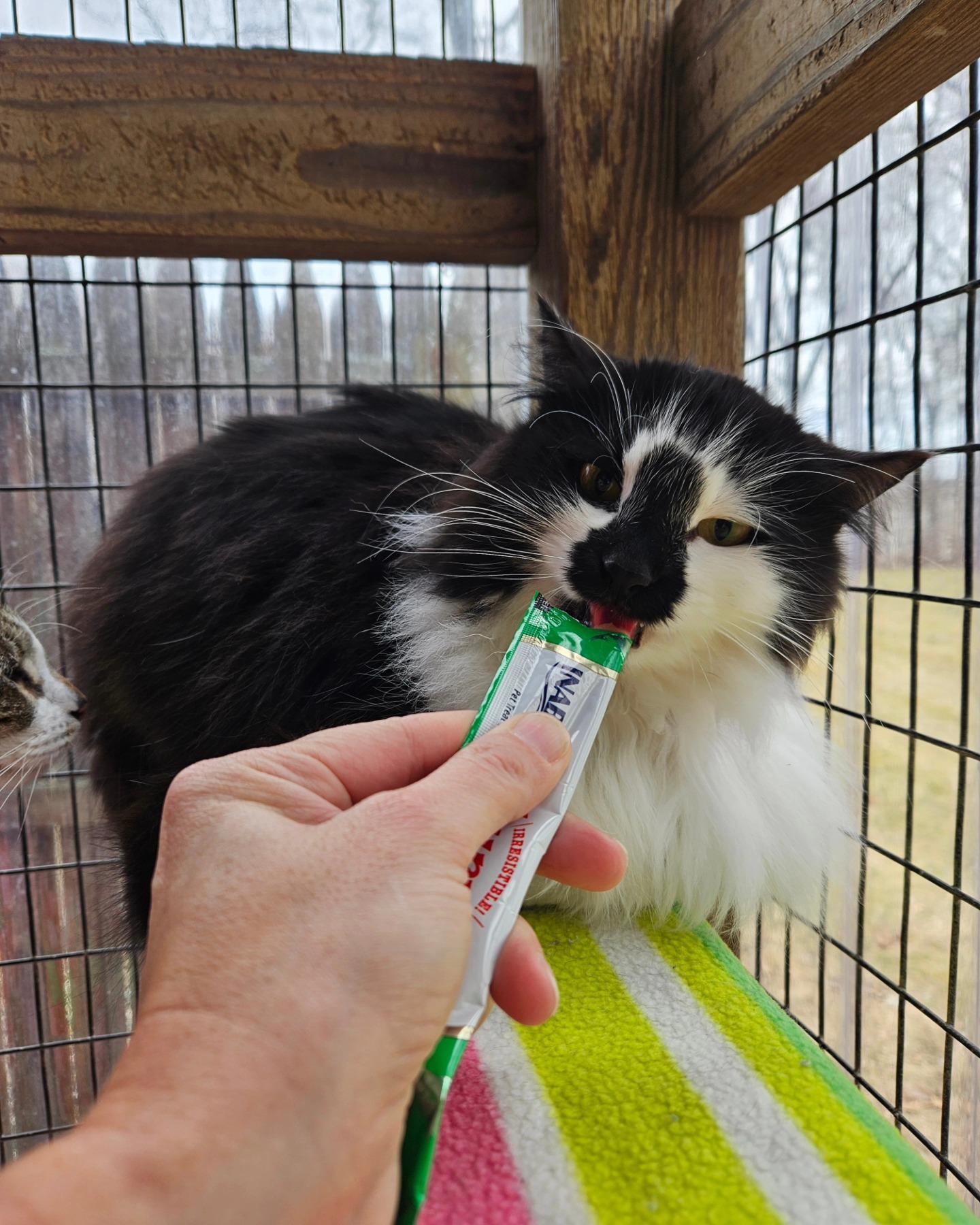 Hazel, a Adoptable Domestic Long Hair in Westbrook, CT image 4/6