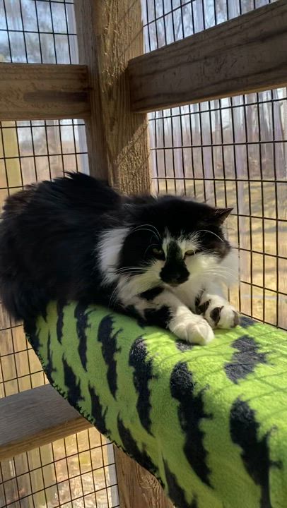 Enlarge Hazel, a Adoptable Domestic Long Hair in Westbrook, CT video 5/6