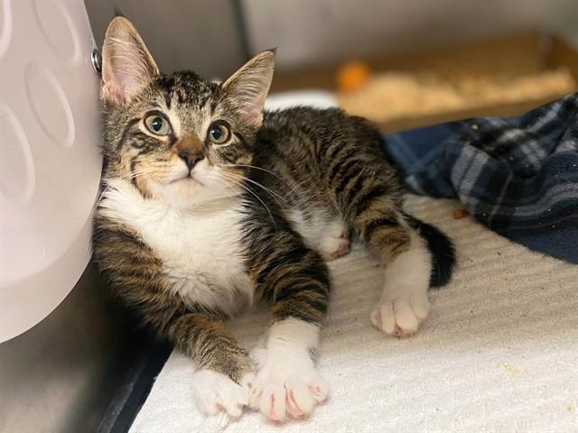 Enlarge LYRA, a Adoptable Domestic Short Hair in Fort Wayne, IN image 1/1