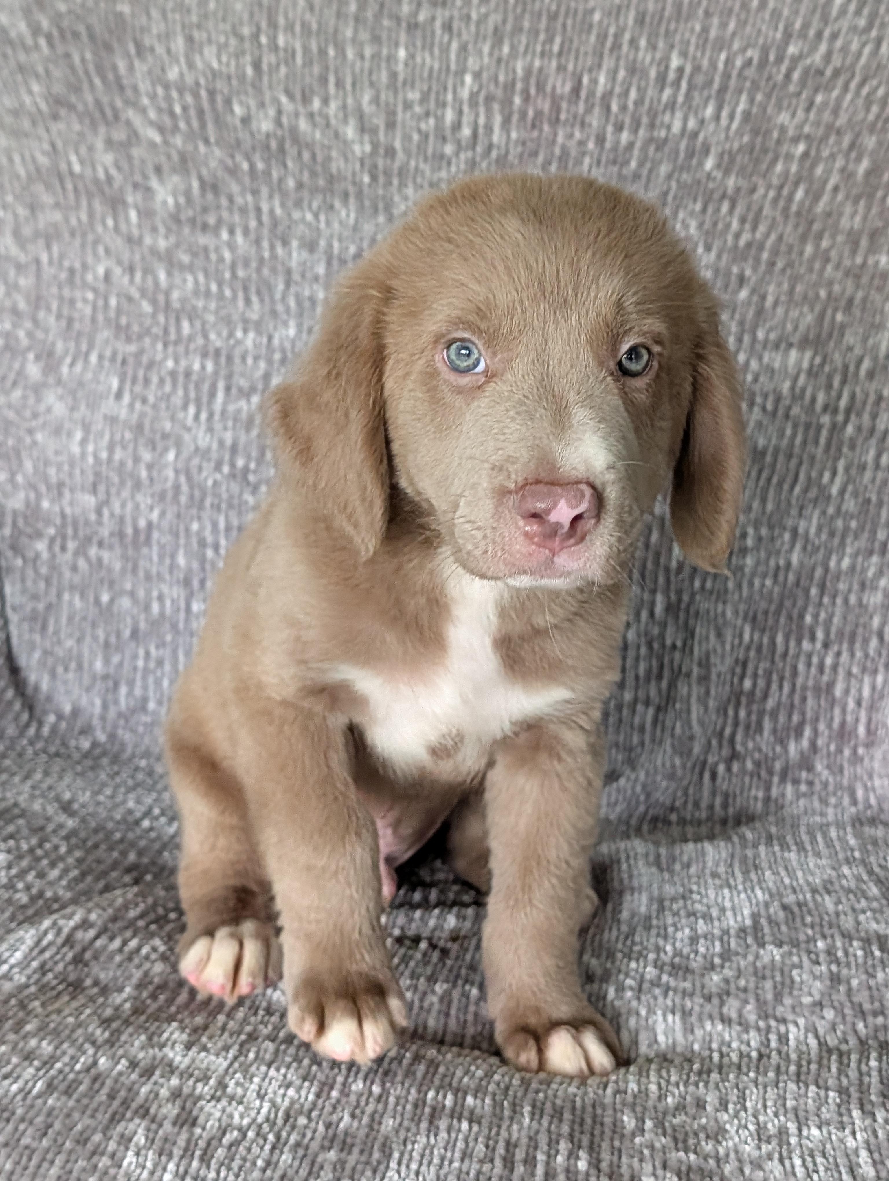 Rizz, Adoptable, Puppy Male Australian Shepherd & Retriever.