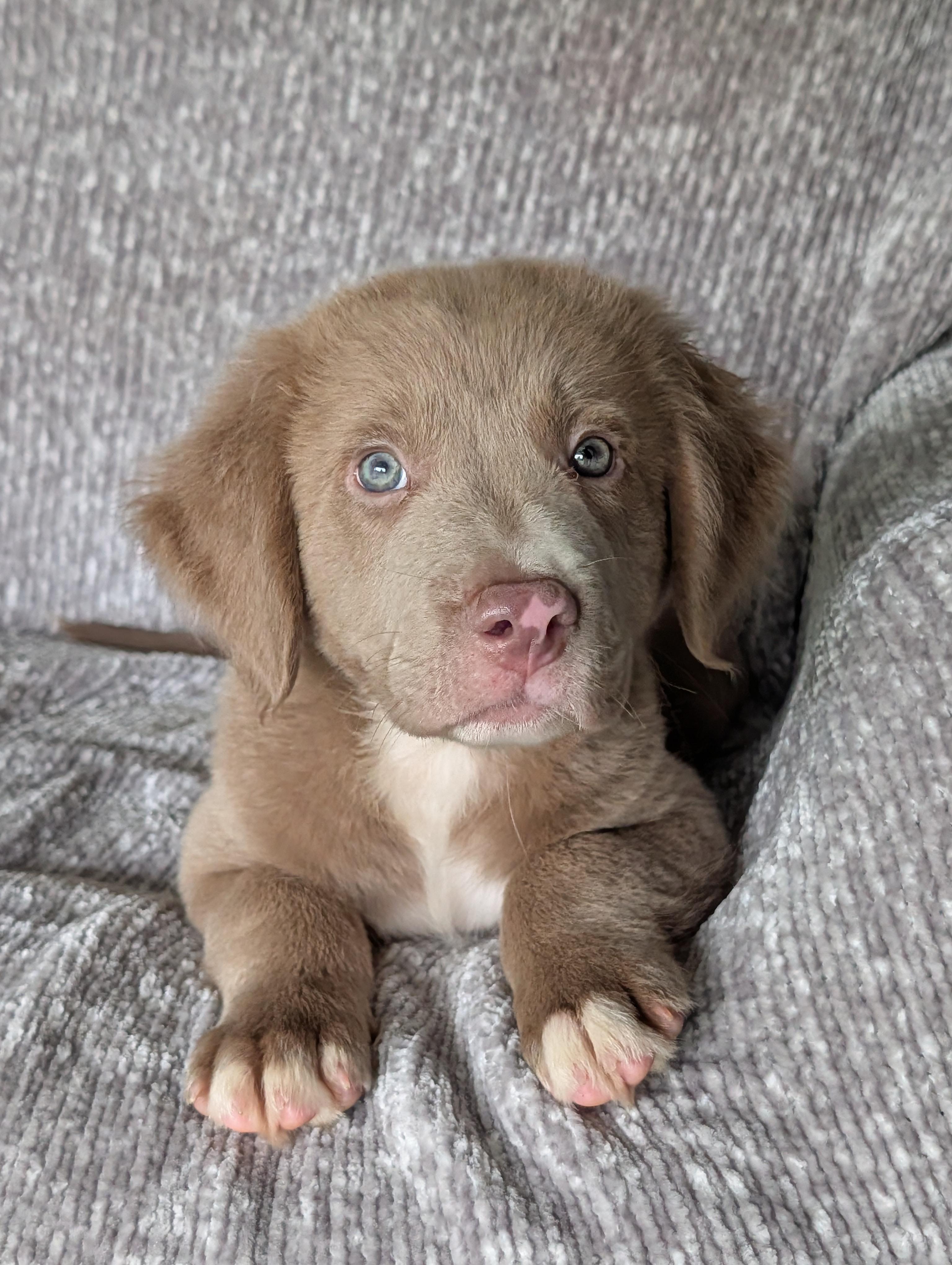 Rizz, a Adoptable mixed breed in Baton Rouge, LA image 2/3