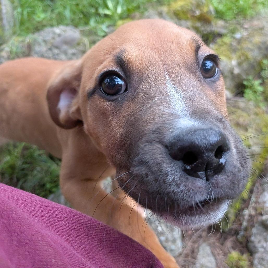 Enlarge Leah, a Adoptable Pit Bull Terrier in Oakville, WA image 1/5