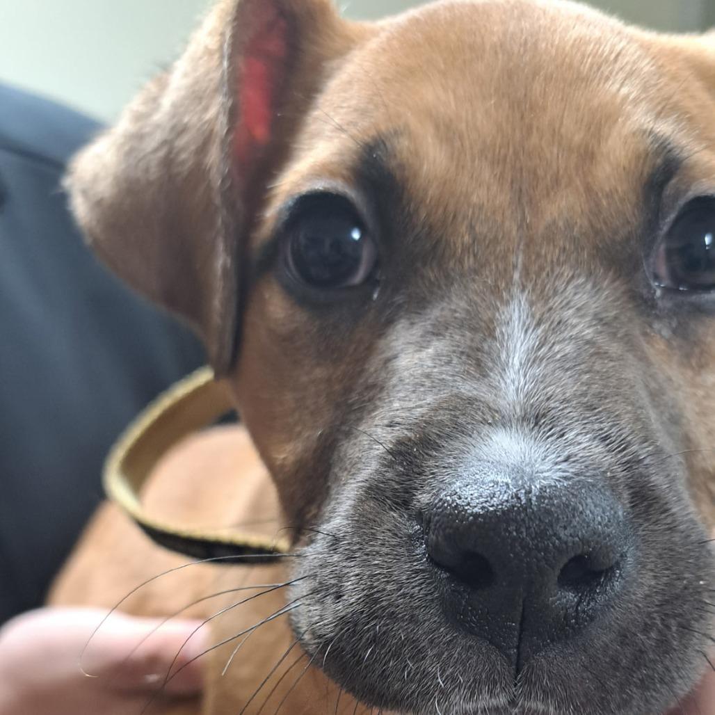 Enlarge Leah, a Adoptable Pit Bull Terrier in Oakville, WA image 2/5