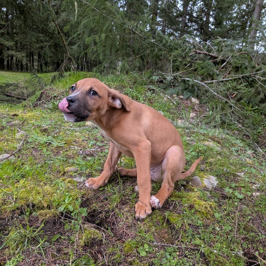 Enlarge Leah, a Adoptable Pit Bull Terrier in Oakville, WA image 3/5