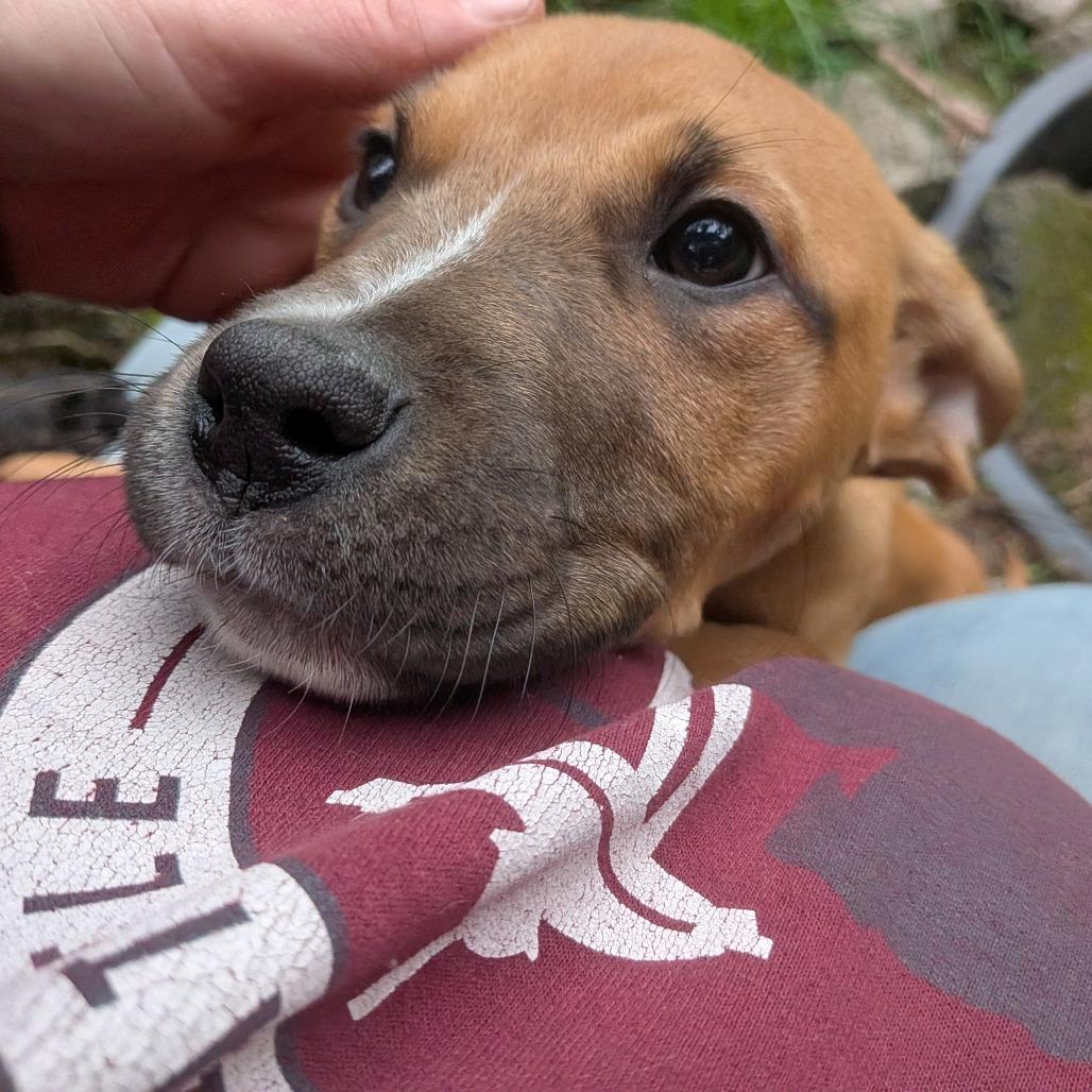 Enlarge Leah, a Adoptable Pit Bull Terrier in Oakville, WA image 4/5