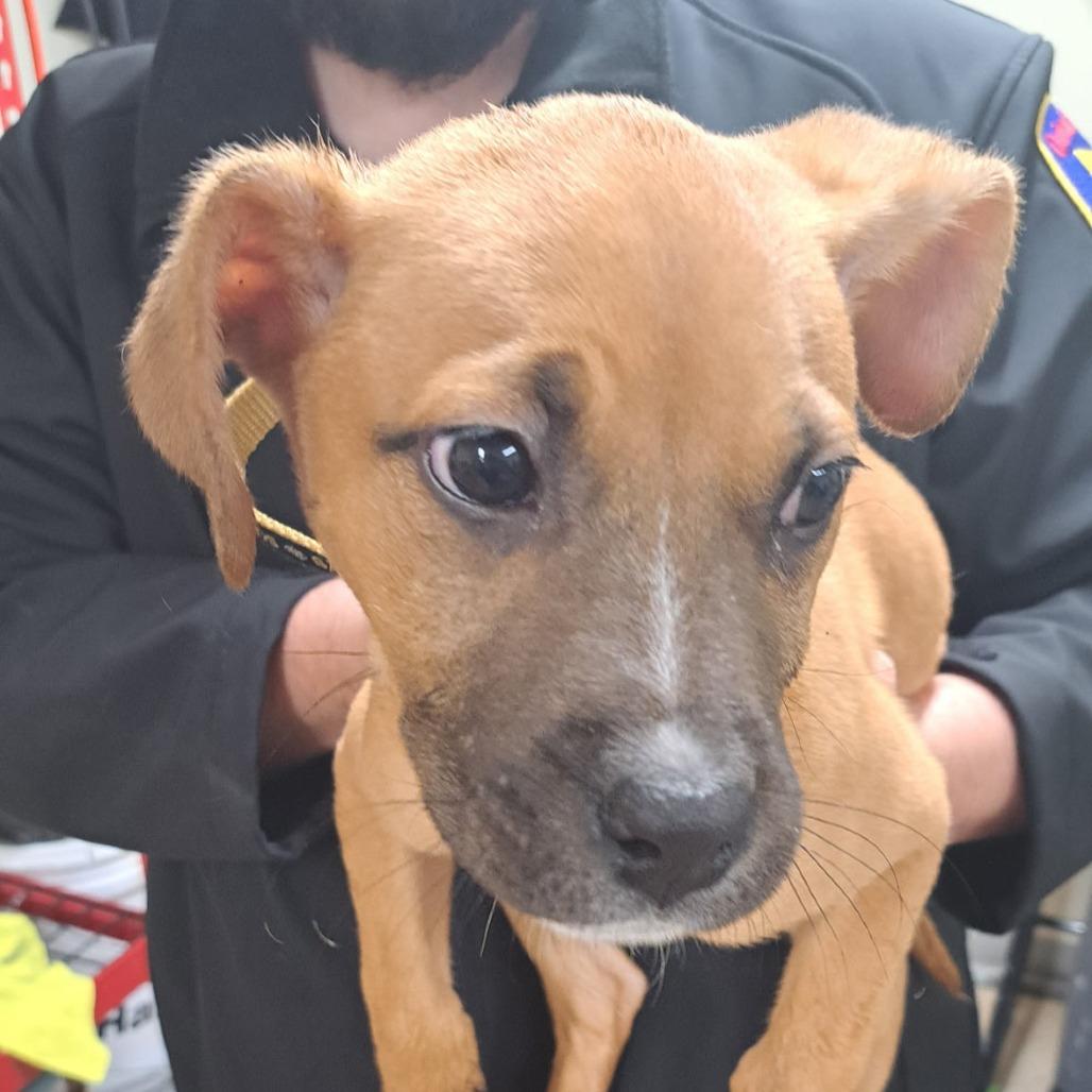 Enlarge Leah, a Adoptable Pit Bull Terrier in Oakville, WA image 5/5