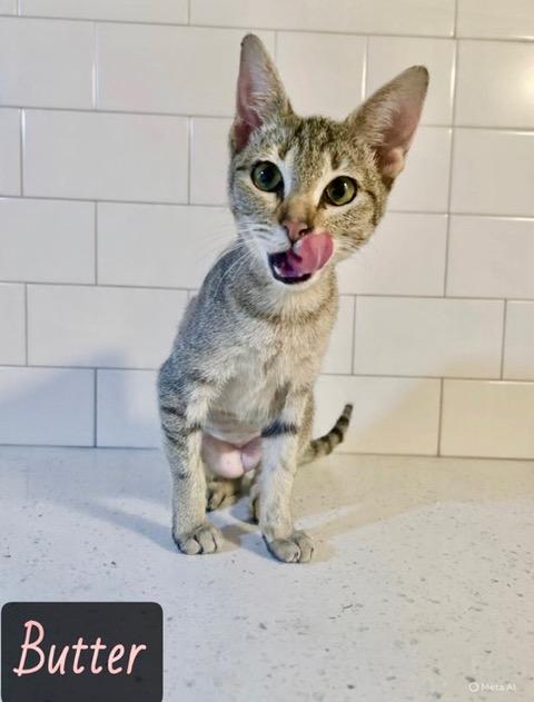 Enlarge Butter, a ADOPTABLE mixed breed in Englewood, FL image 1/1