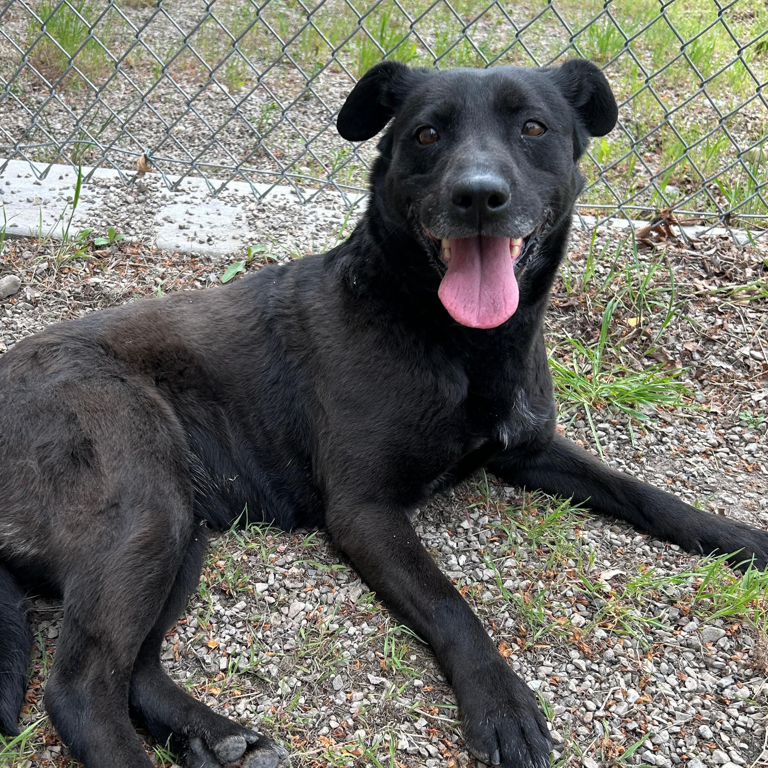 Kona, adopted, Adult Female Labrador Retriever.