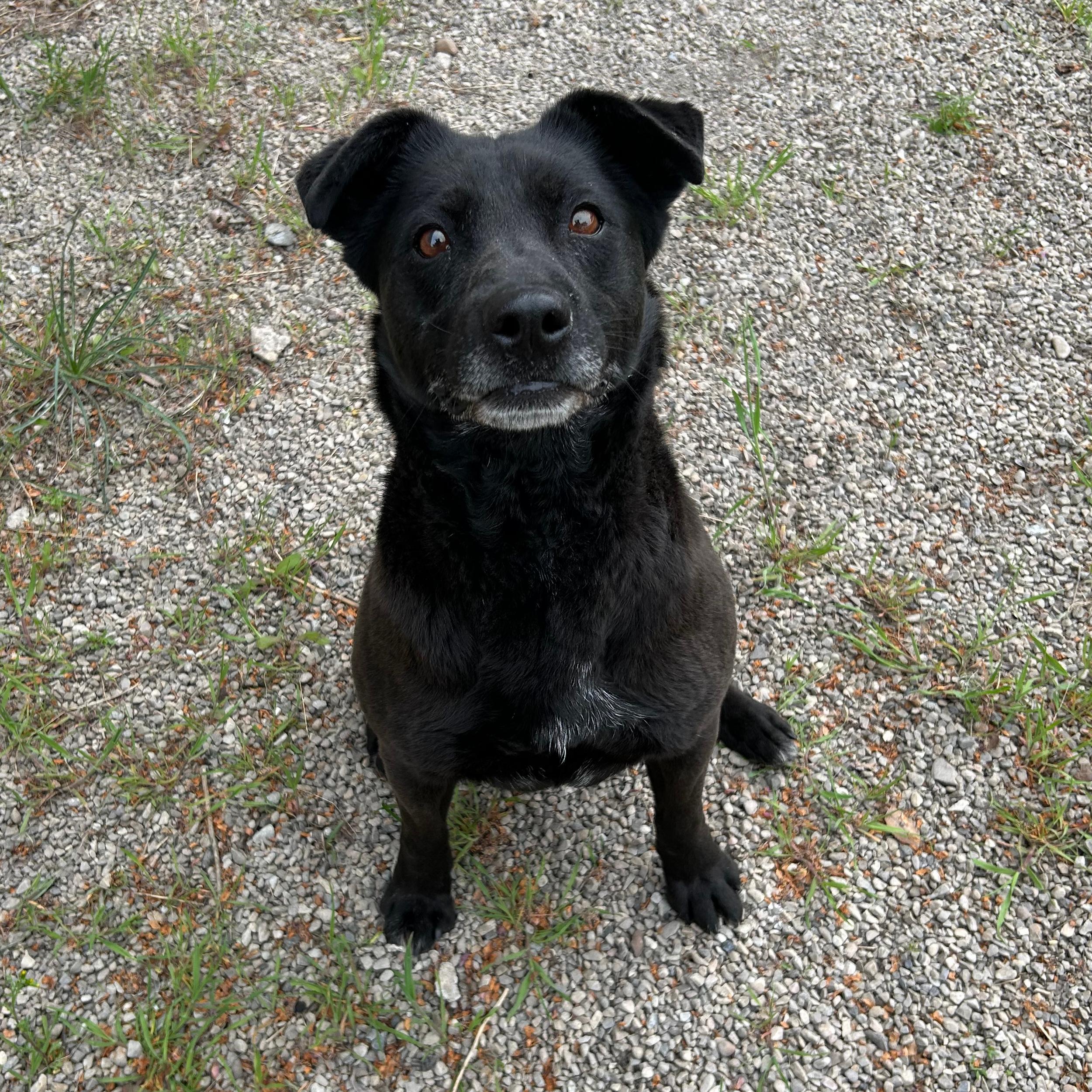 Enlarge Kona, an adopted mixed breed in Lindon, UT image 4/6