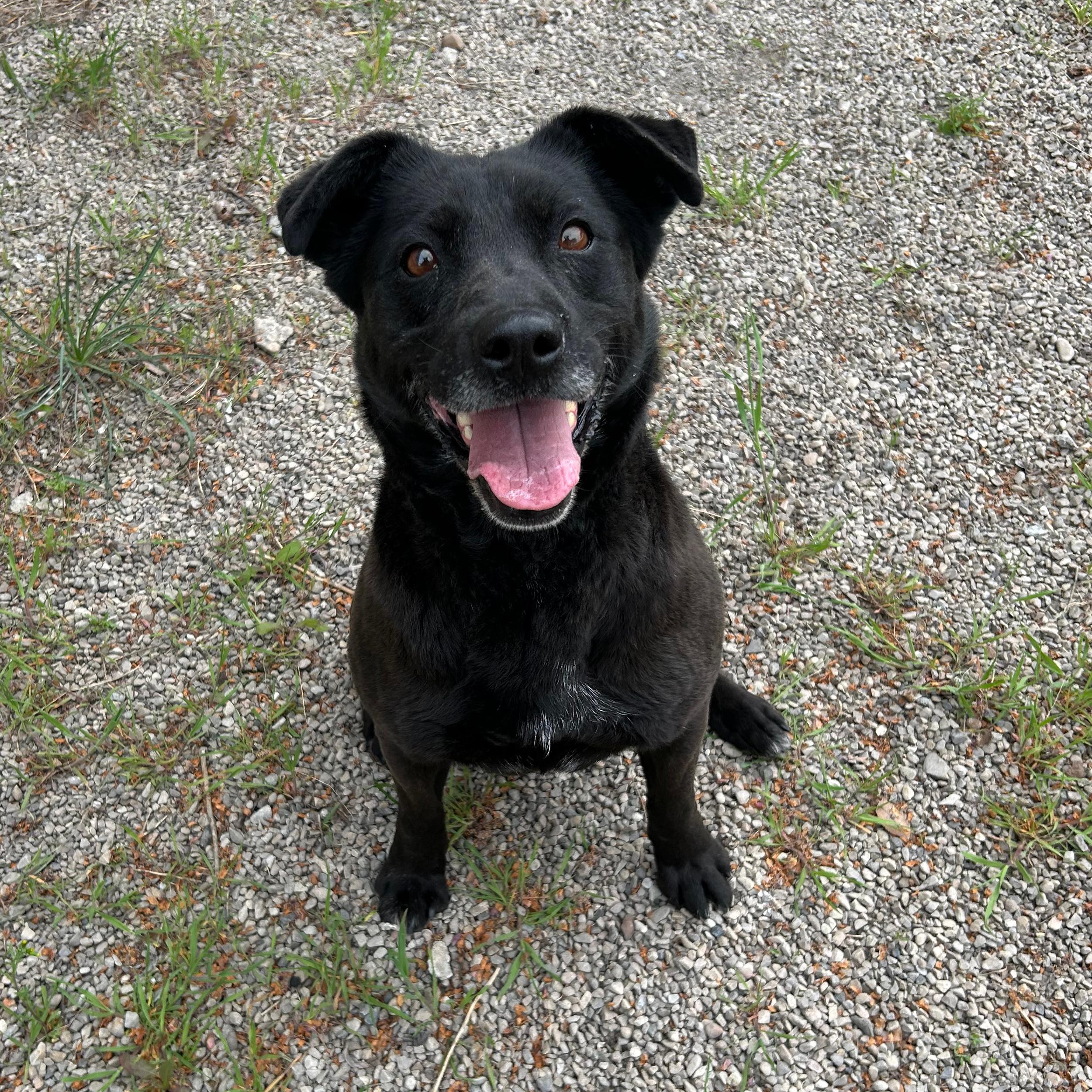 Enlarge Kona, an adopted mixed breed in Lindon, UT image 6/6