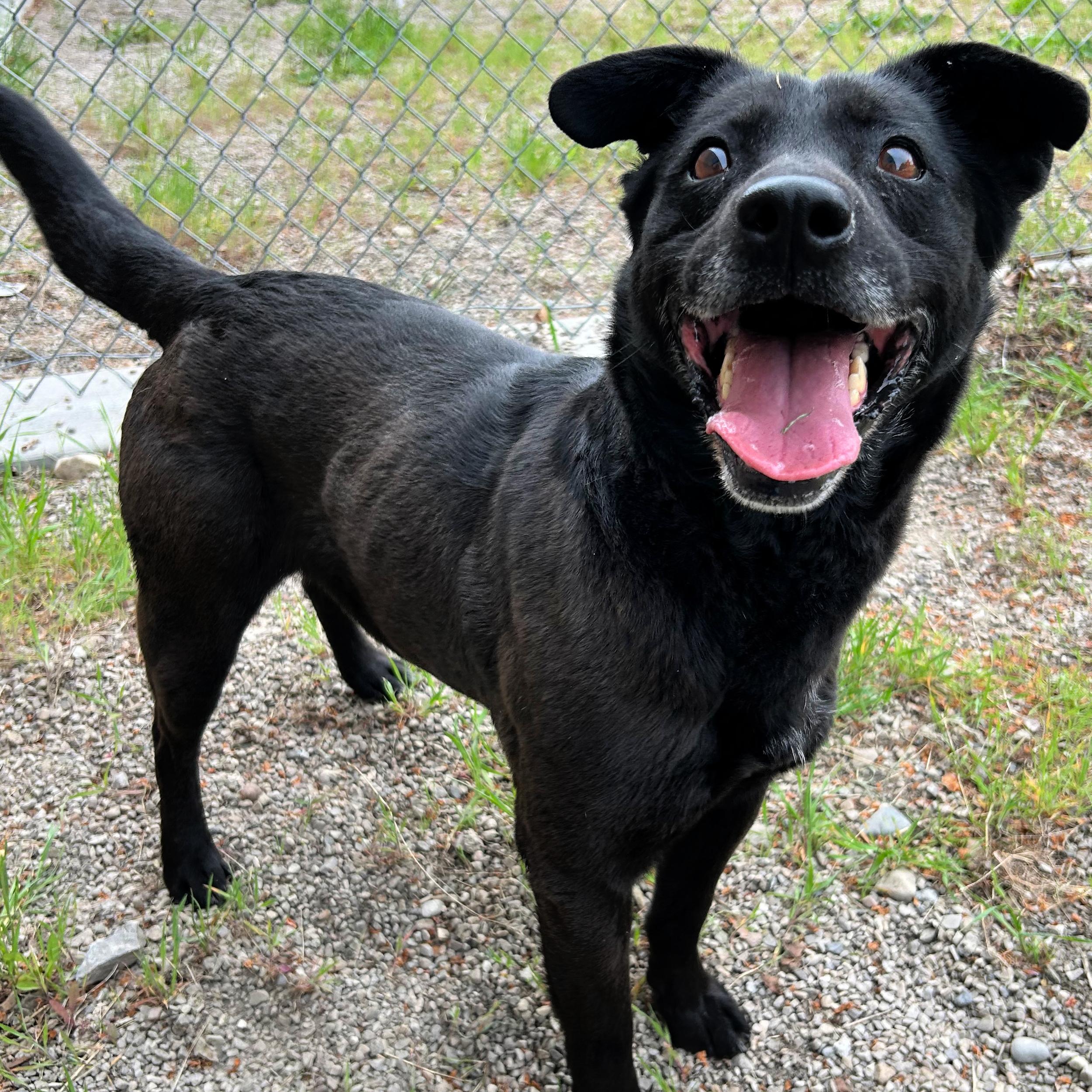Enlarge Kona, an adopted mixed breed in Lindon, UT image 3/6