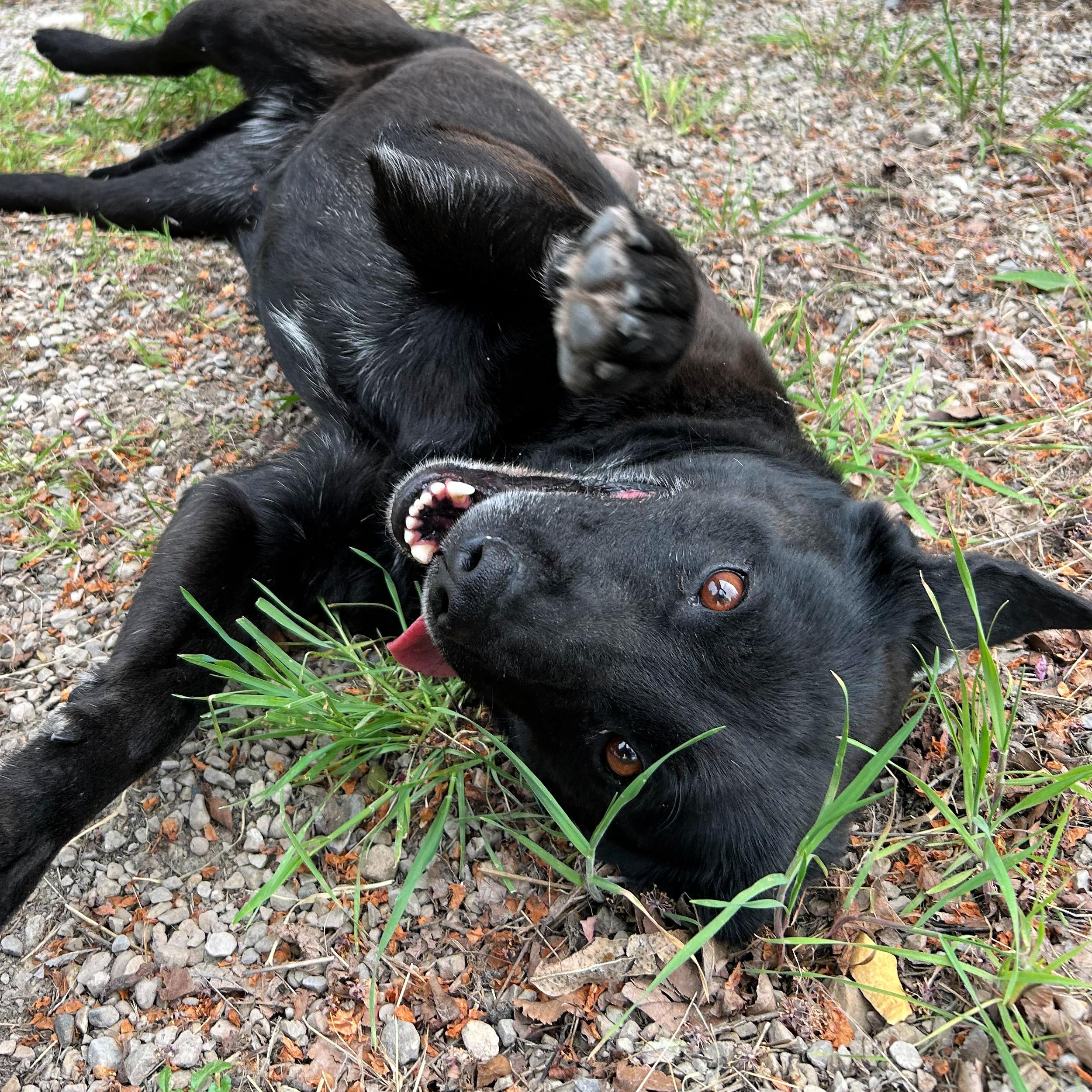 Enlarge Kona, an adopted mixed breed in Lindon, UT image 5/6