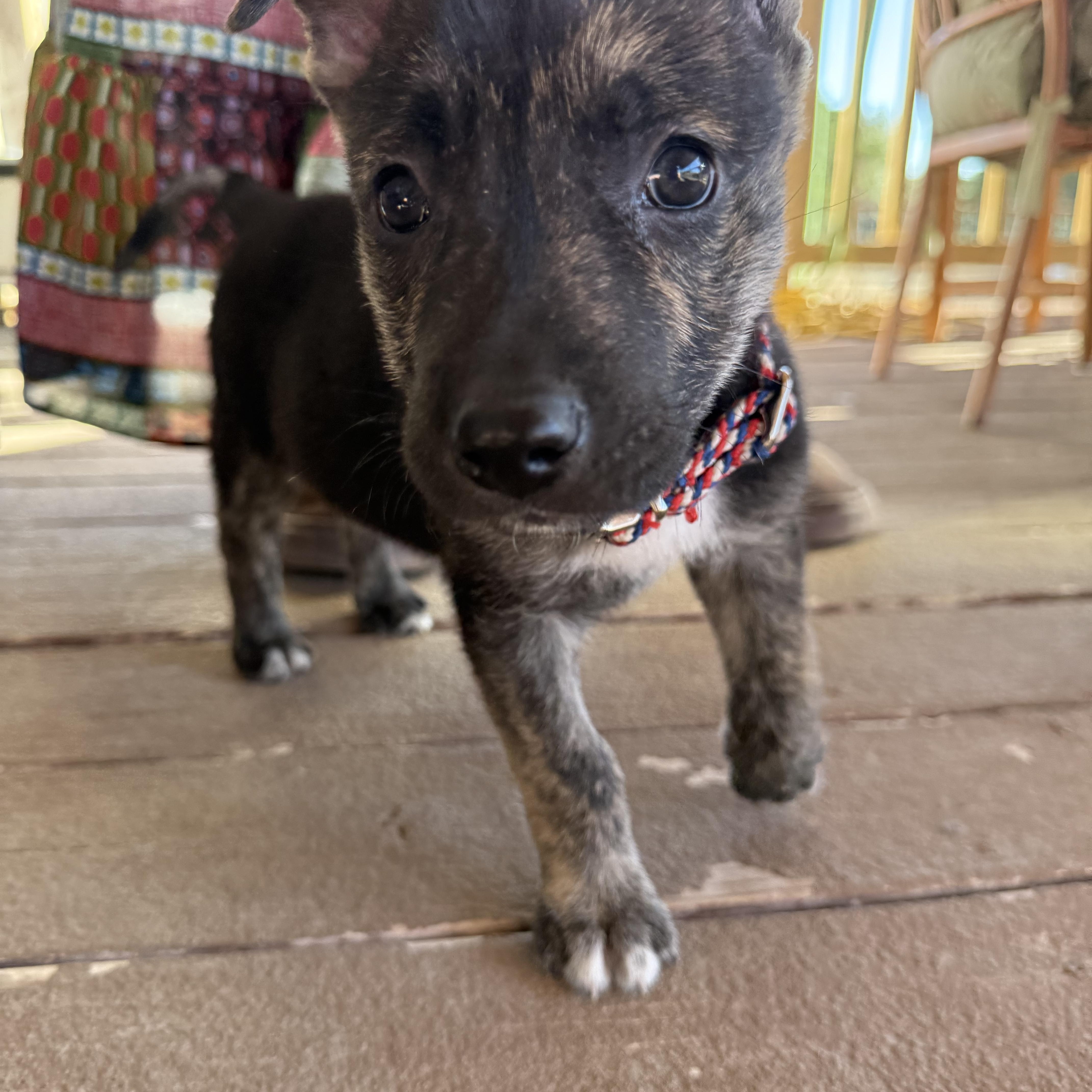 Enlarge Beacon, a Adoptable mixed breed in San Antonio, TX image 3/6