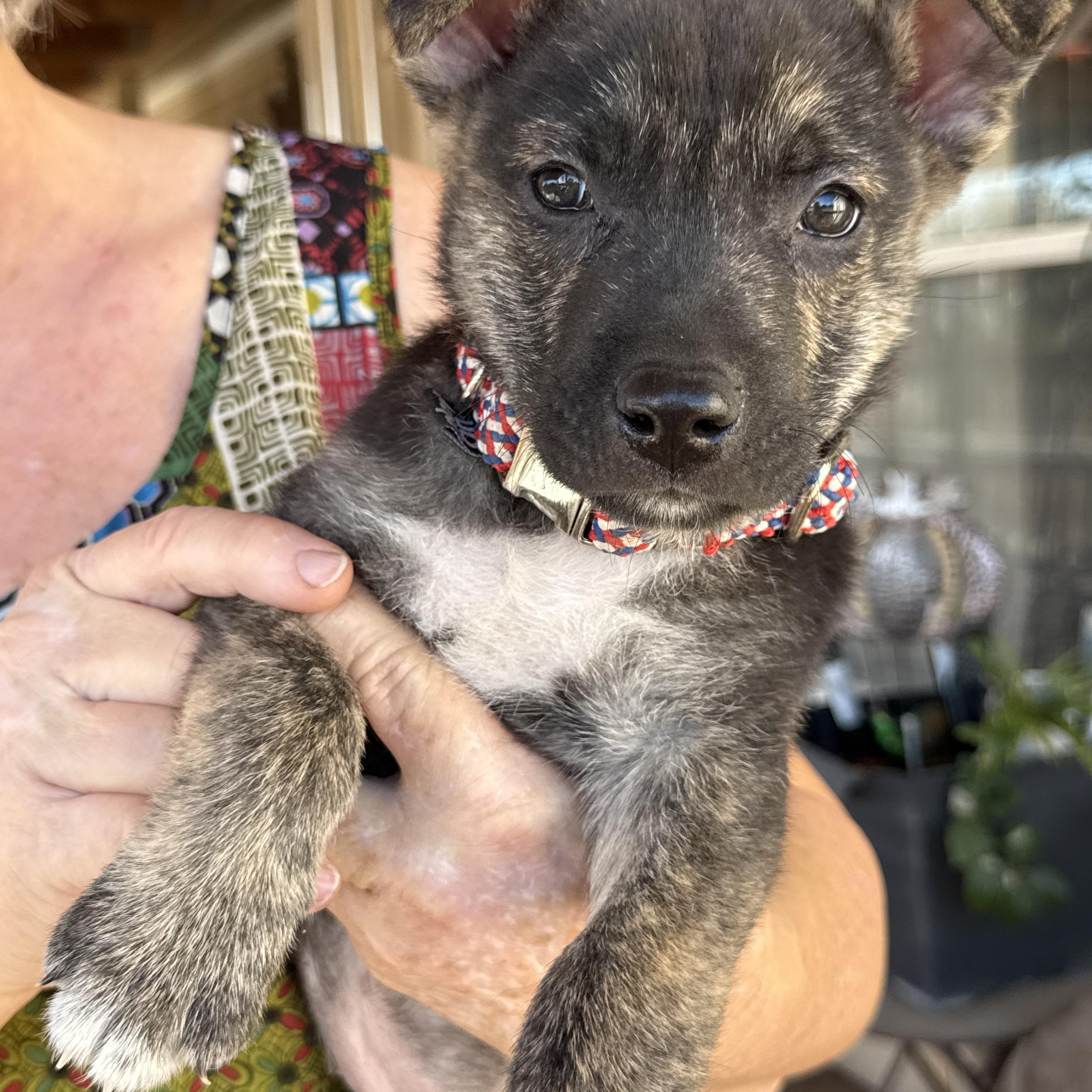 Beacon, Adoptable, Puppy Male German Shepherd Dog & Husky.