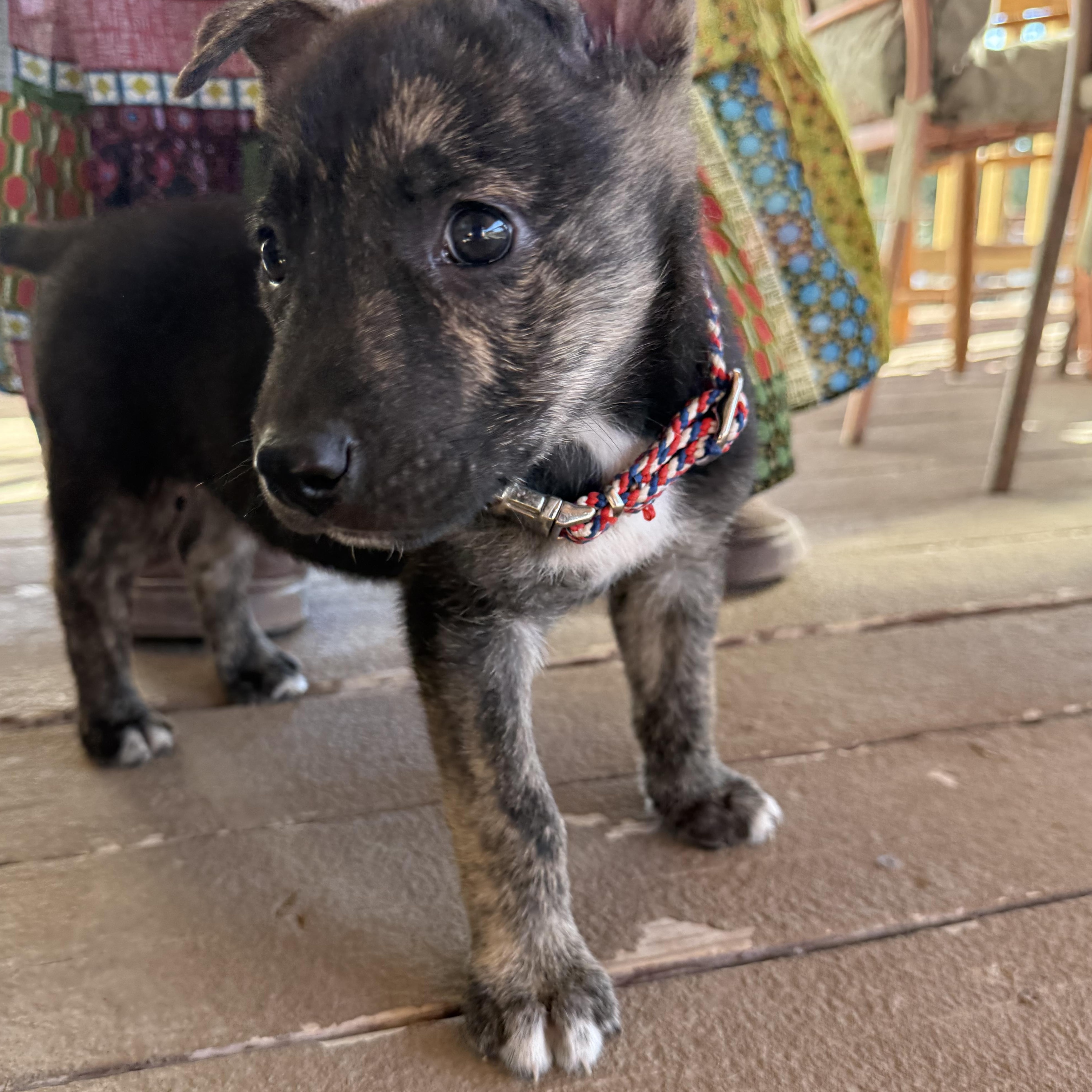 Enlarge Beacon, a Adoptable mixed breed in San Antonio, TX image 4/6