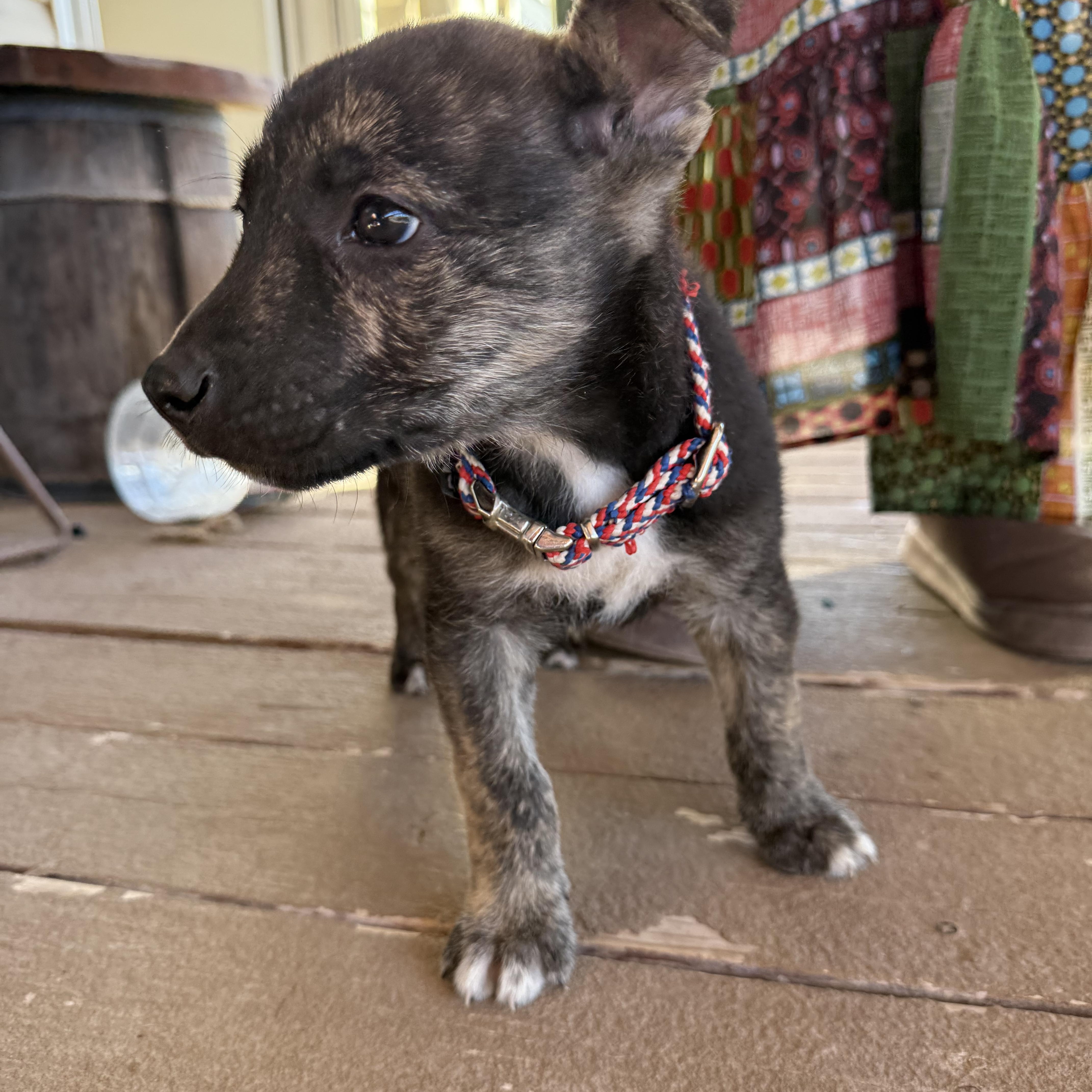 Enlarge Beacon, a Adoptable mixed breed in San Antonio, TX image 2/6