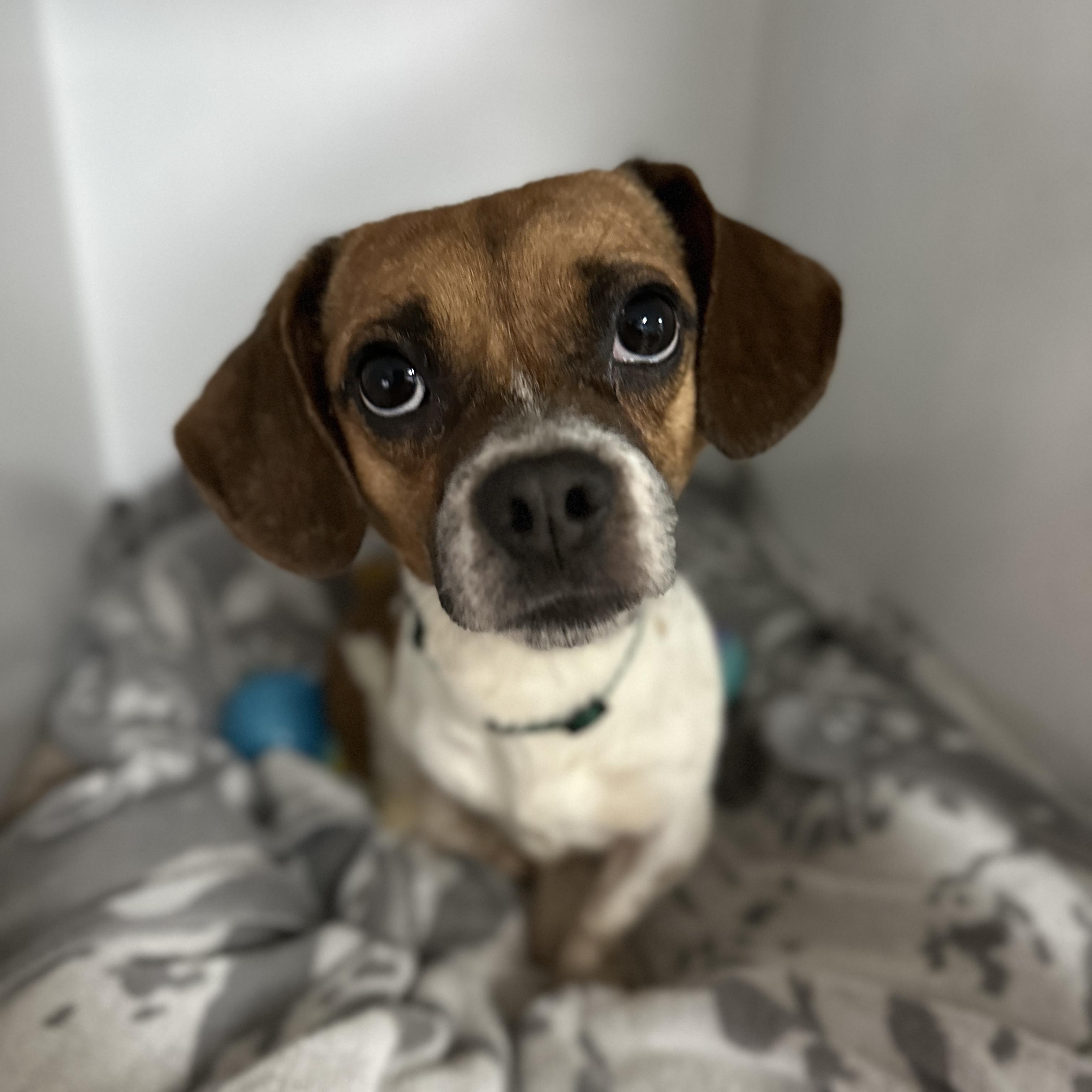 Giant — thumbnail 2