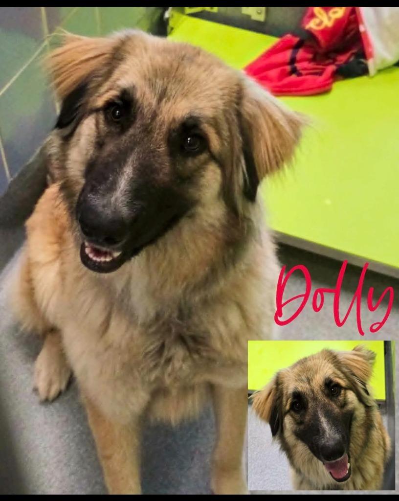 Dolly, Adoptable, Young Female Shepherd.