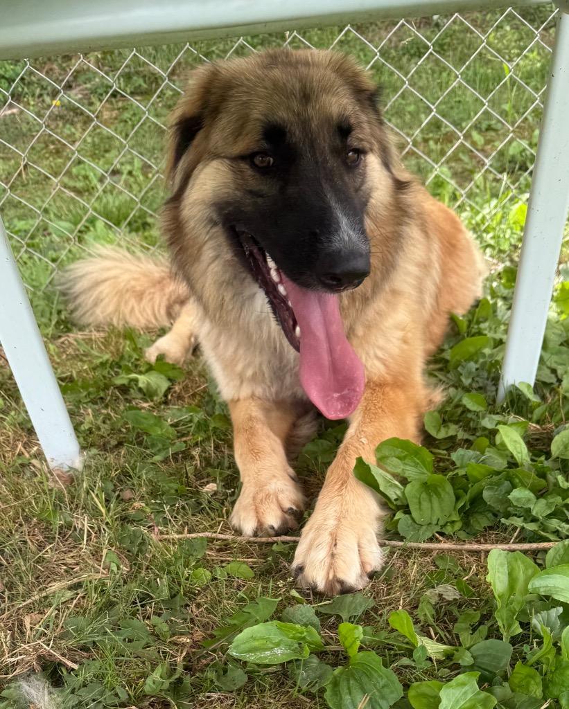 Enlarge Dolly, a Adoptable Shepherd in Blountville, TN image 2/6