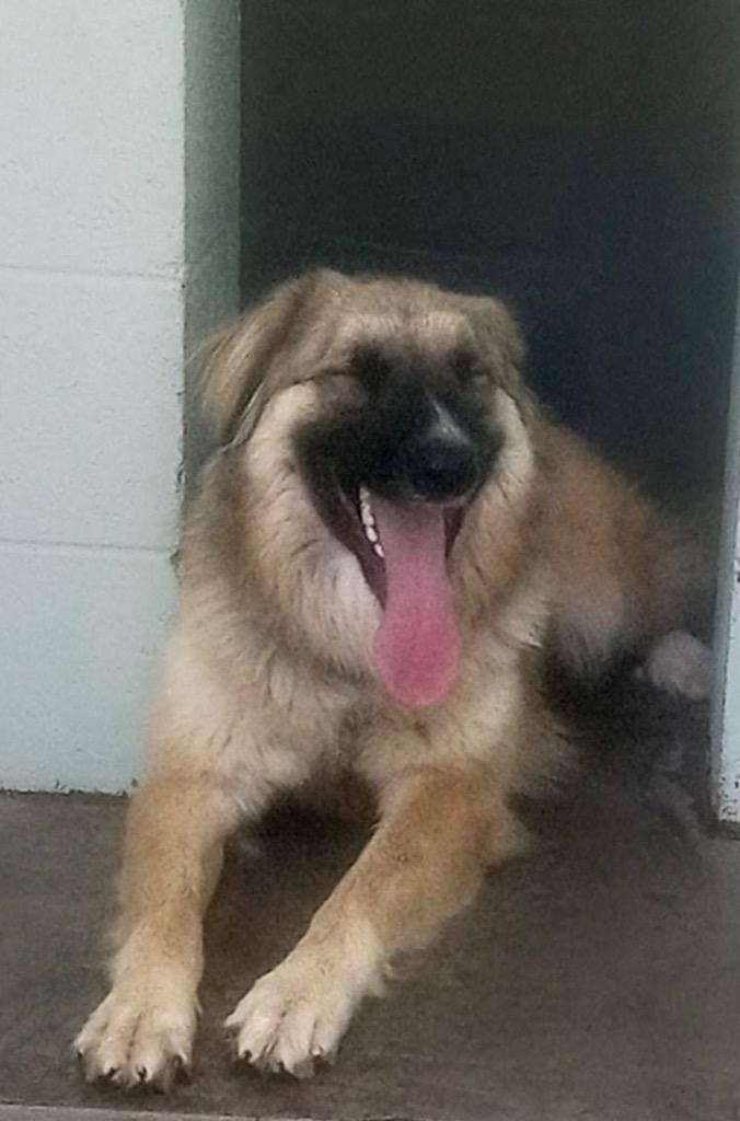 Enlarge Dolly, a Adoptable Shepherd in Blountville, TN image 3/6