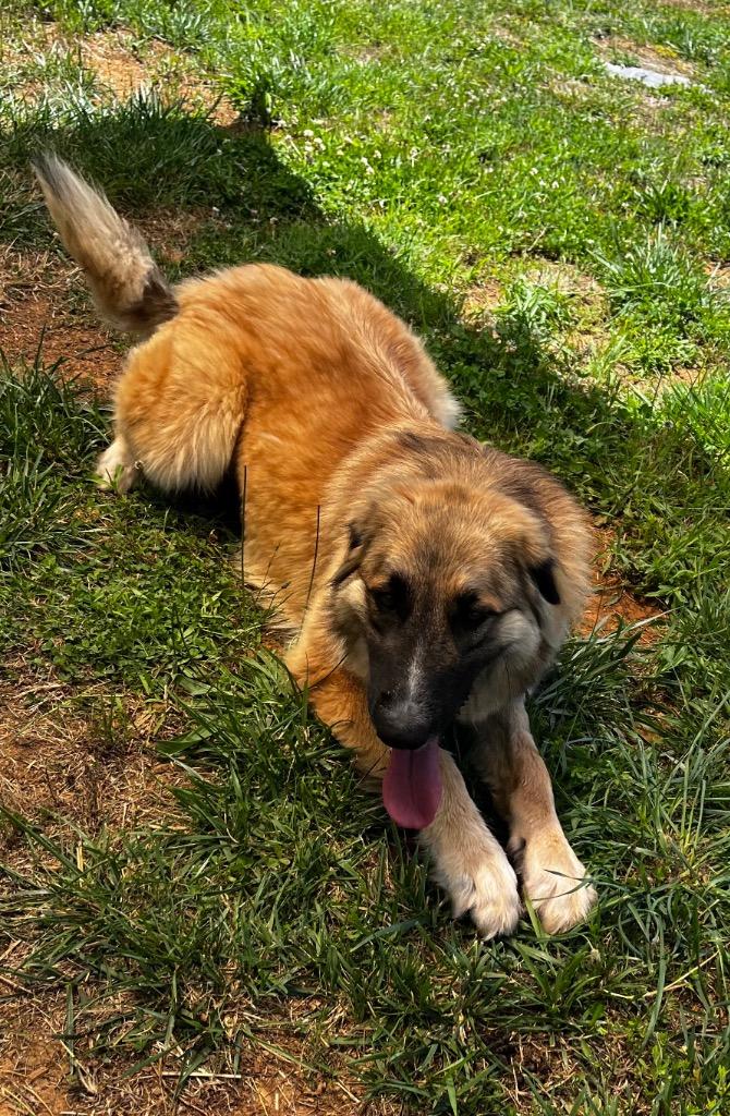 Enlarge Dolly, a Adoptable Shepherd in Blountville, TN image 4/6