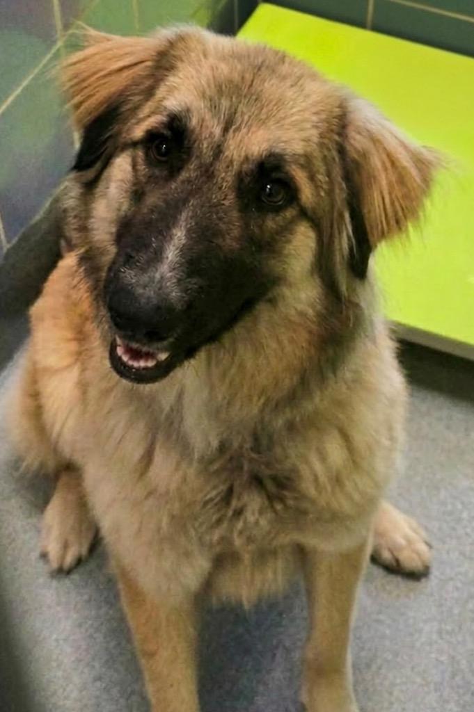 Enlarge Dolly, a Adoptable Shepherd in Blountville, TN image 5/6