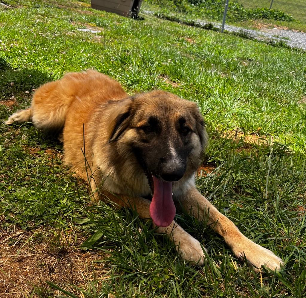 Enlarge Dolly, a Adoptable Shepherd in Blountville, TN image 6/6