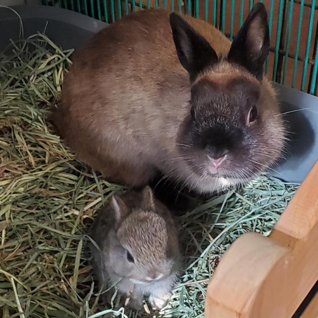 Dylan (bonded to Daphne), a Adoptable Netherland Dwarf in Murrieta, CA image 1/3