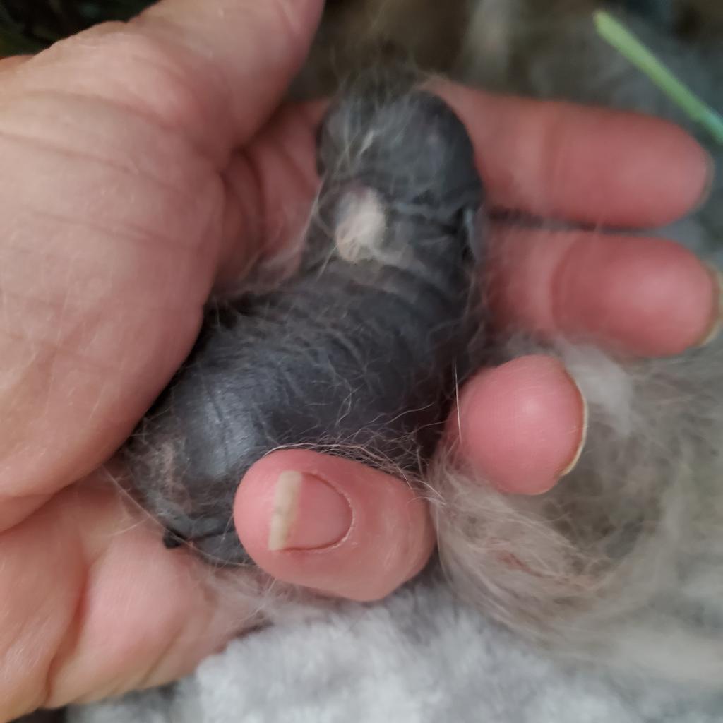 Dylan (bonded to Daphne), a Adoptable Netherland Dwarf in Murrieta, CA image 2/3