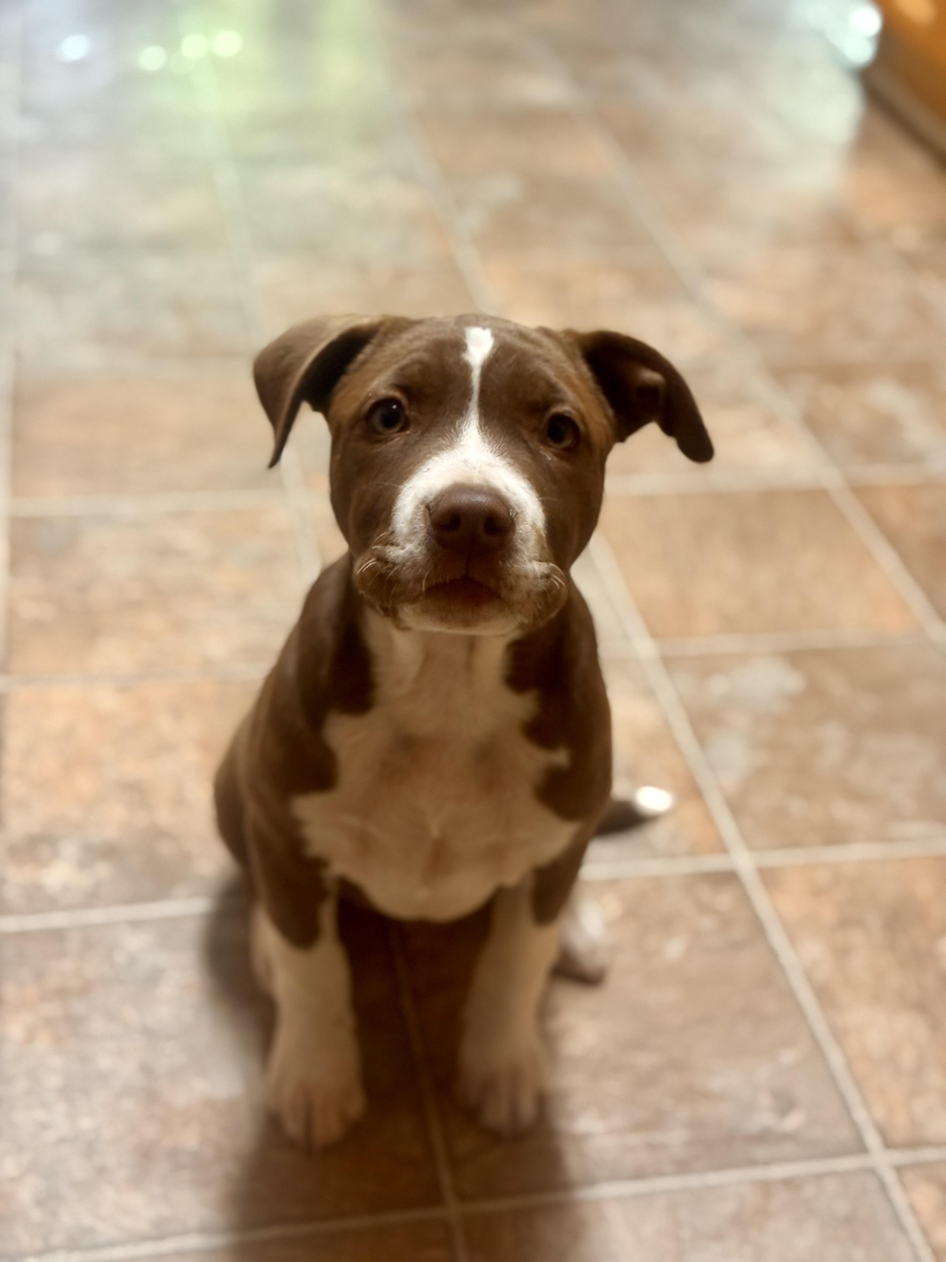 Enlarge Mocha, an adopted mixed breed in Warwick, RI image 3/5