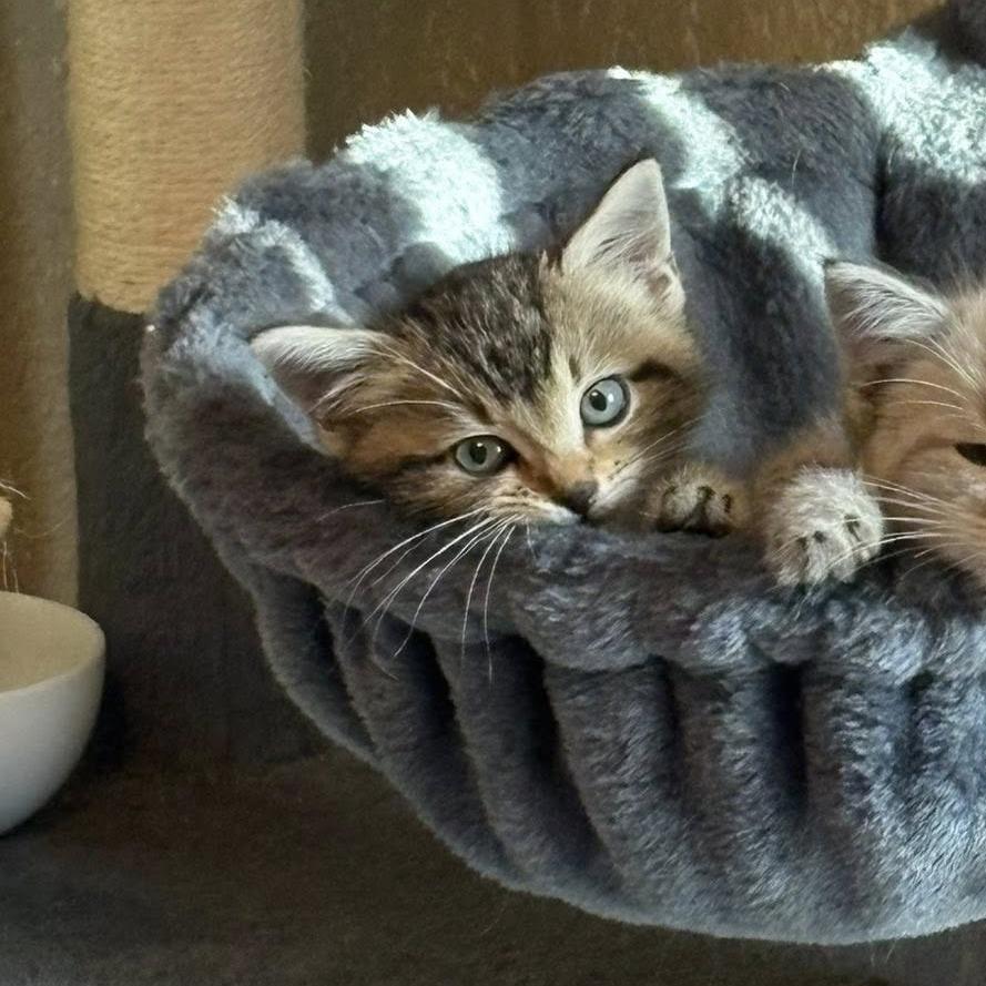 Squints, a Adoptable Domestic Short Hair in Ferndale, WA image 1/2