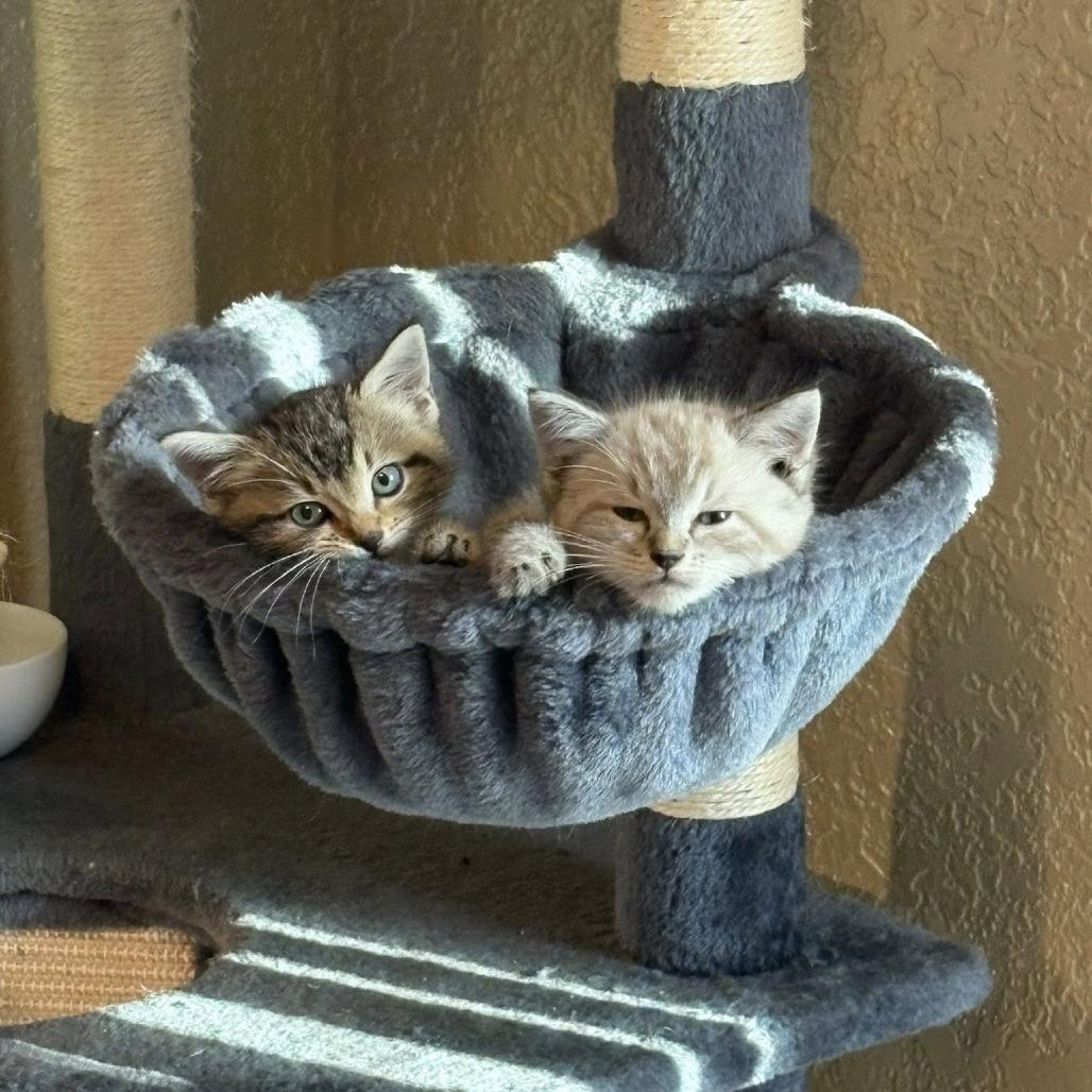 Squints, a Adoptable Domestic Short Hair in Ferndale, WA image 2/2