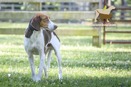 3772b Duke, Adoptable, Adult Male Hound & Mixed Breed.