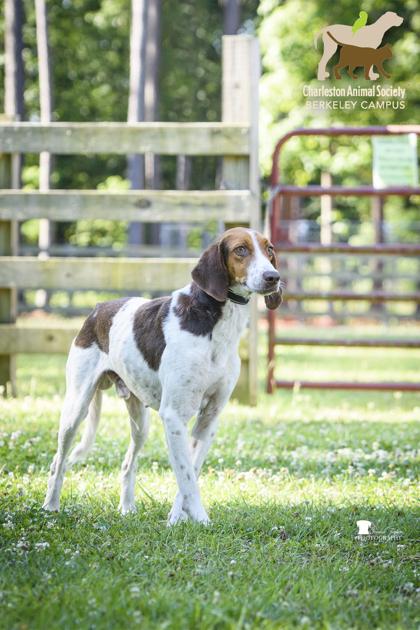 3772b Duke, a Adoptable mixed breed in North Charleston, SC image 2/3
