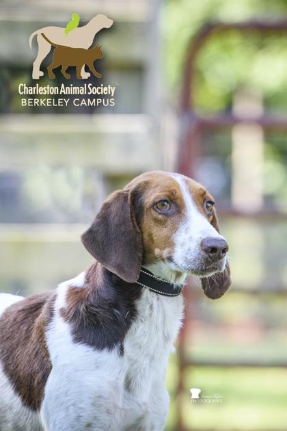 3772b Duke, a Adoptable mixed breed in North Charleston, SC image 3/3