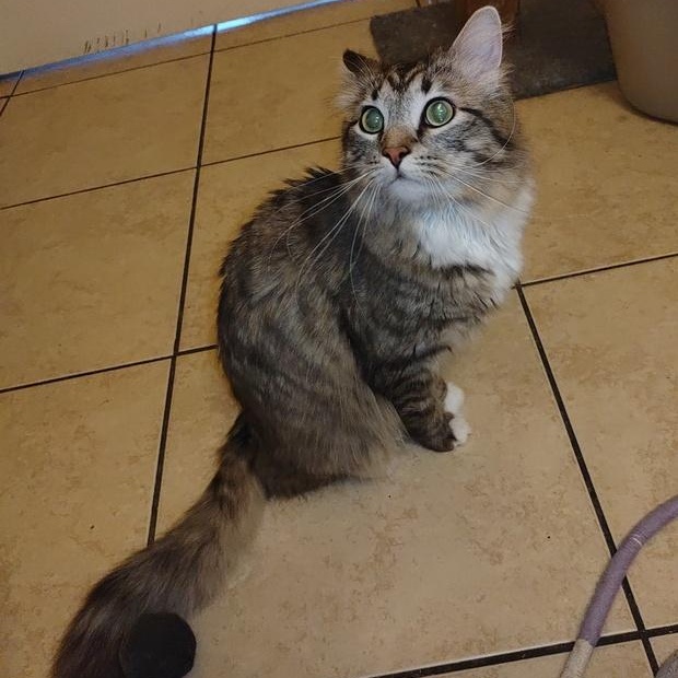 Riku, an adoptable Domestic Medium Hair in Denver, CO image 4/4