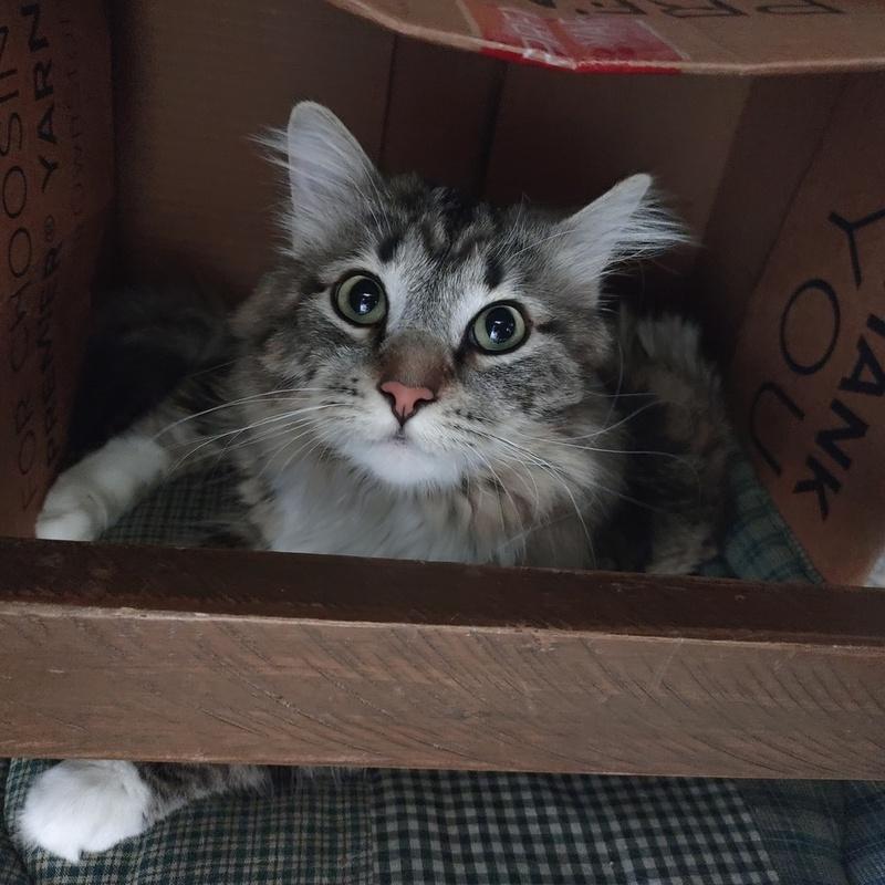 Riku, adoptable, Young Male Domestic Medium Hair.