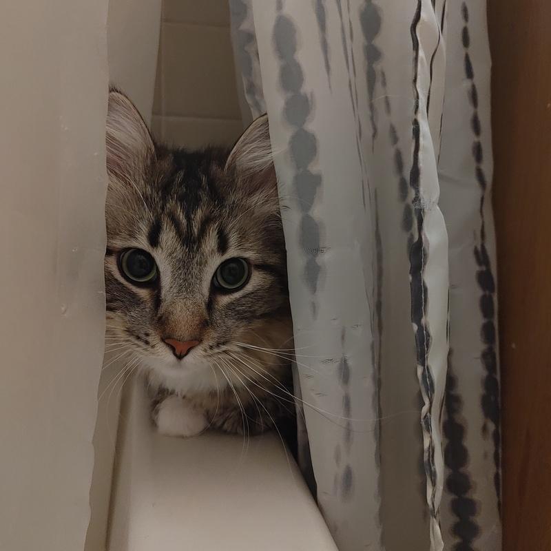 Riku, an adoptable Domestic Medium Hair in Denver, CO image 2/4