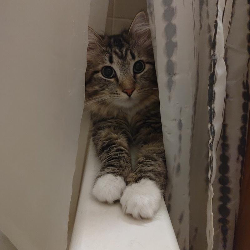 Riku, an adoptable Domestic Medium Hair in Denver, CO image 3/4