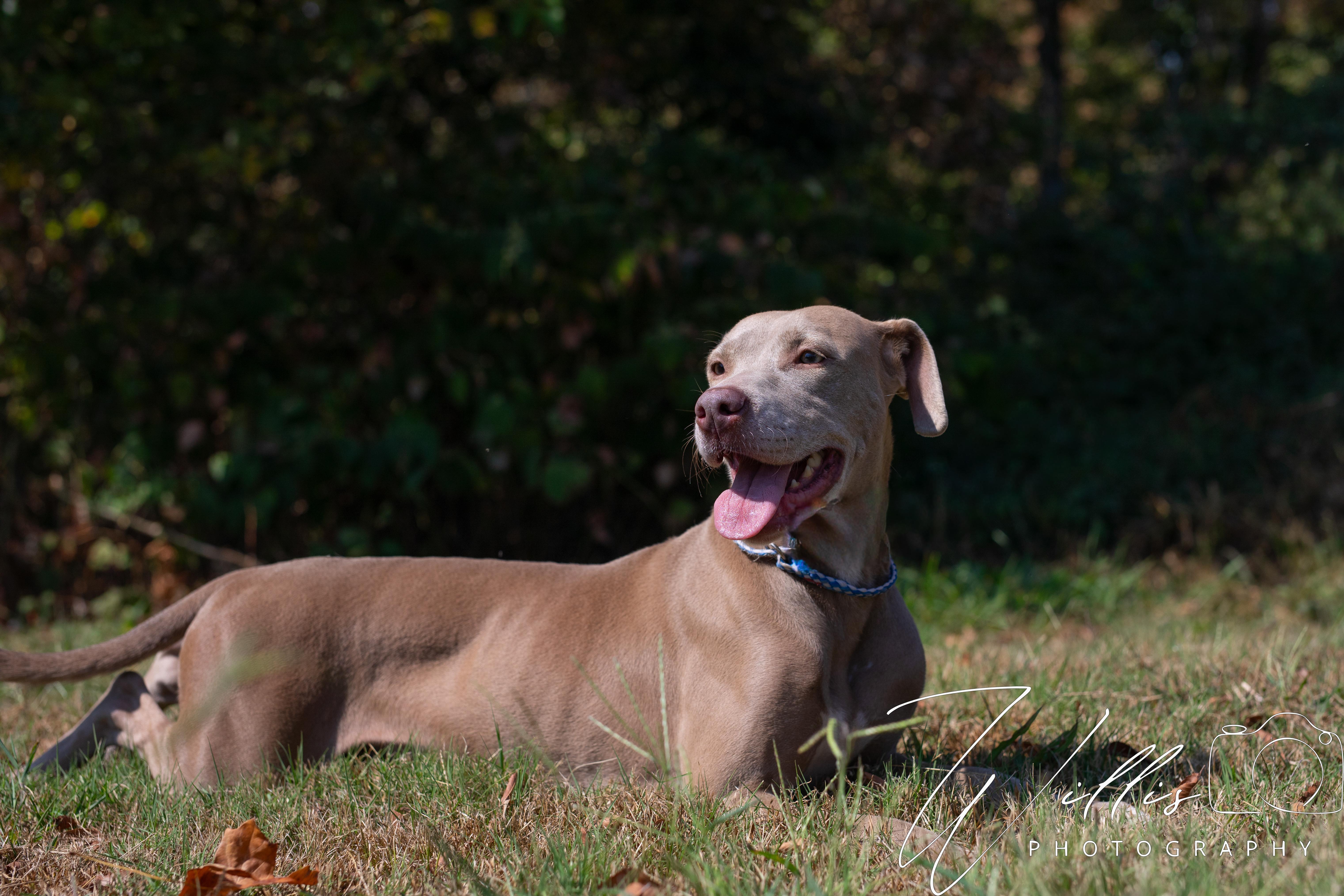 CeCe, Adoptable, Adult Female Pit Bull Terrier.