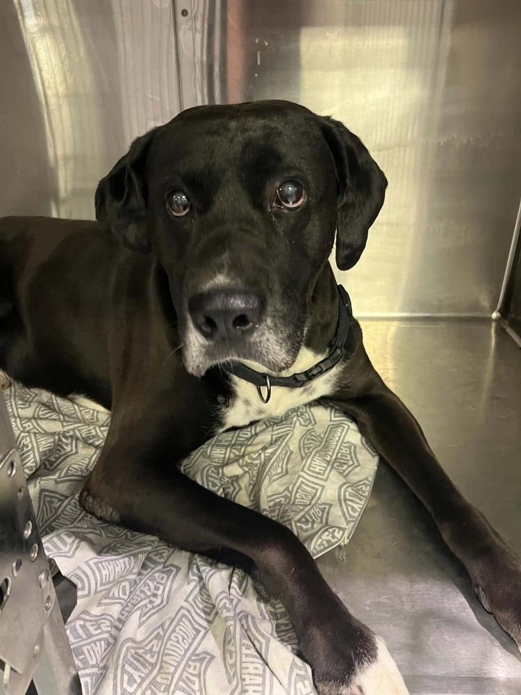 Rodda, Adoptable, Senior Male Labrador Retriever.