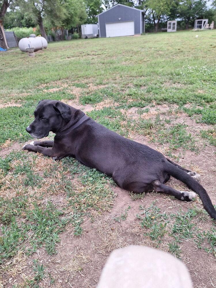 Enlarge Rodda, a Adoptable mixed breed in Wellington, KS image 2/4
