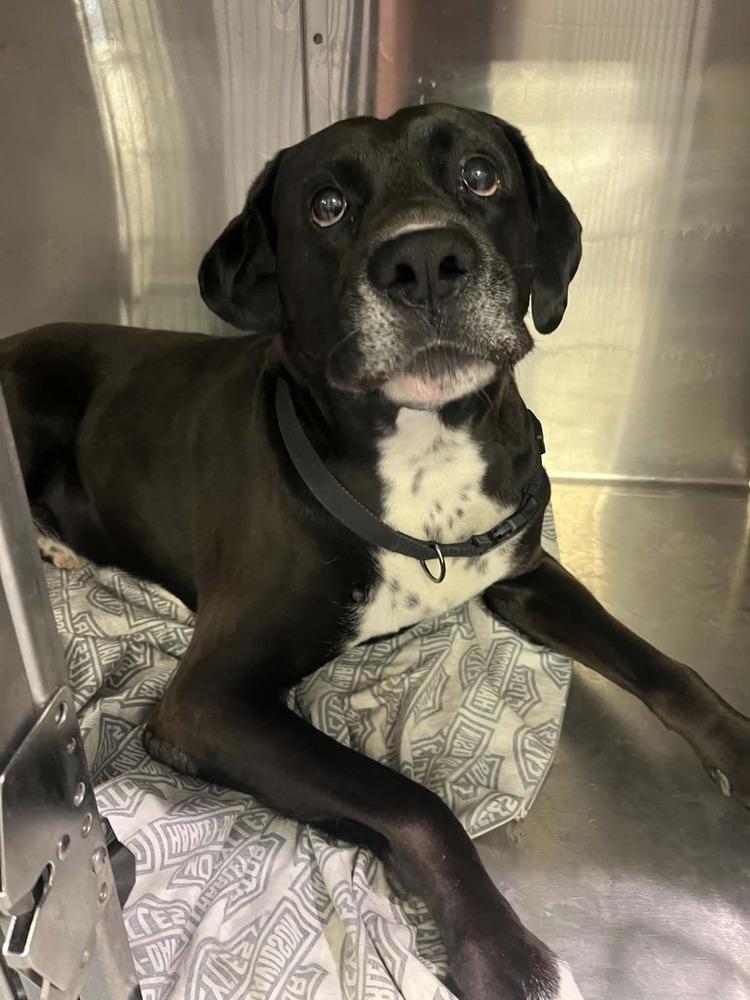 Rodda, a Adoptable mixed breed in Wellington, KS image 2/2
