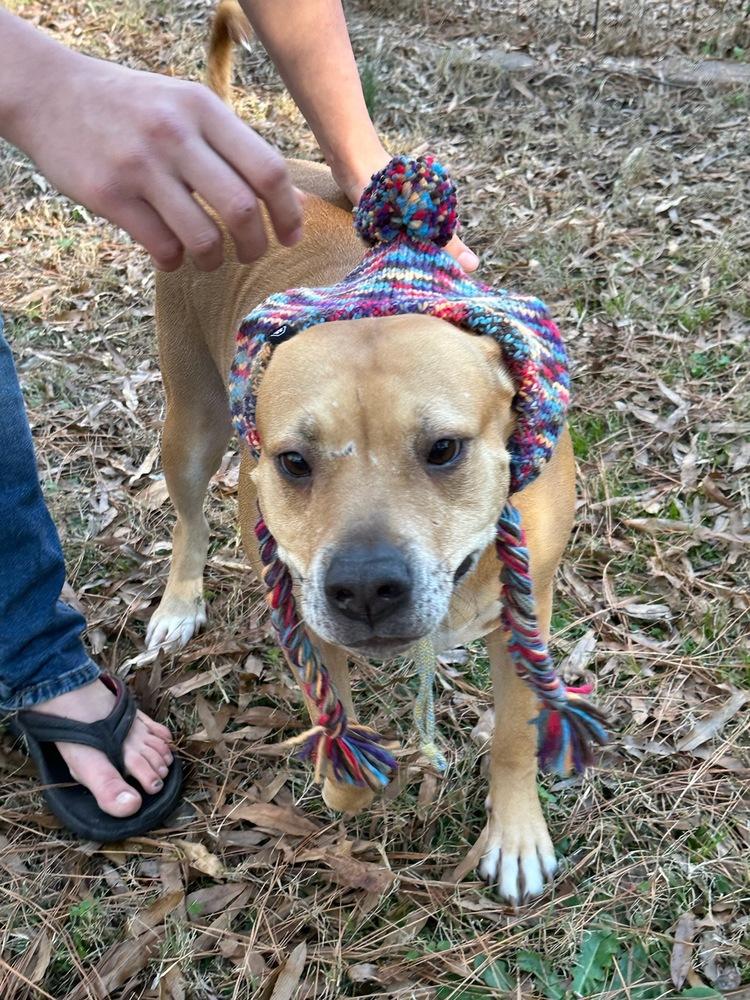 Sadie, Adoptable, Adult Female Terrier.